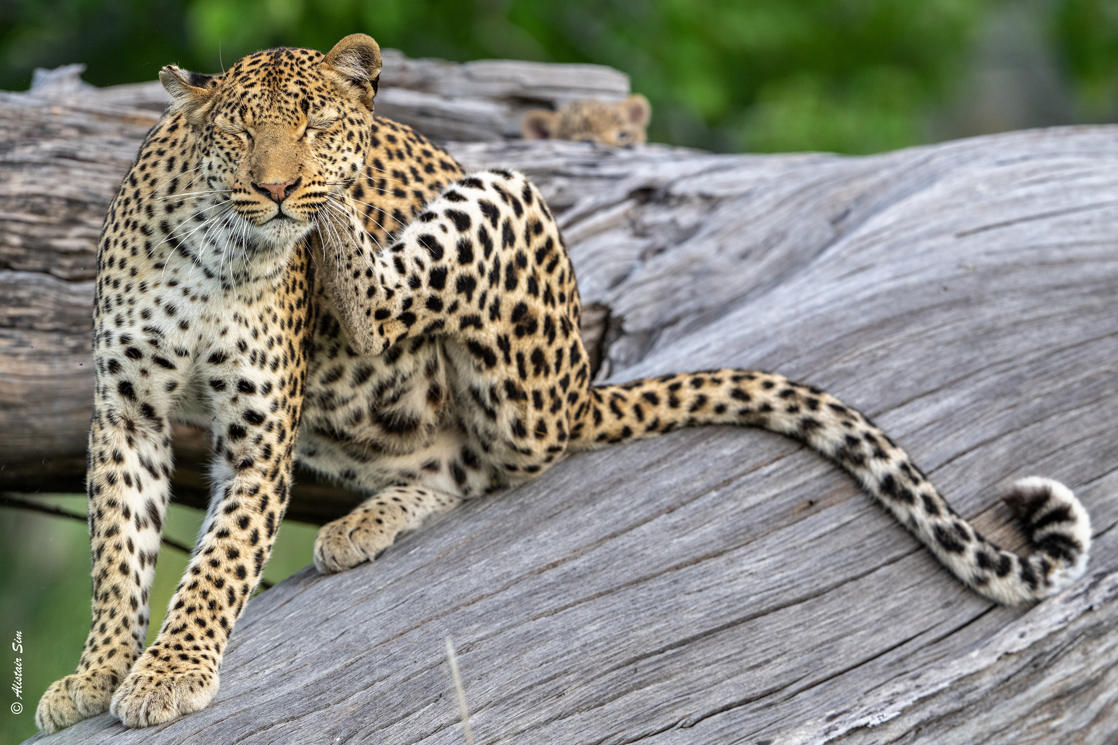 the cub makes his appearance