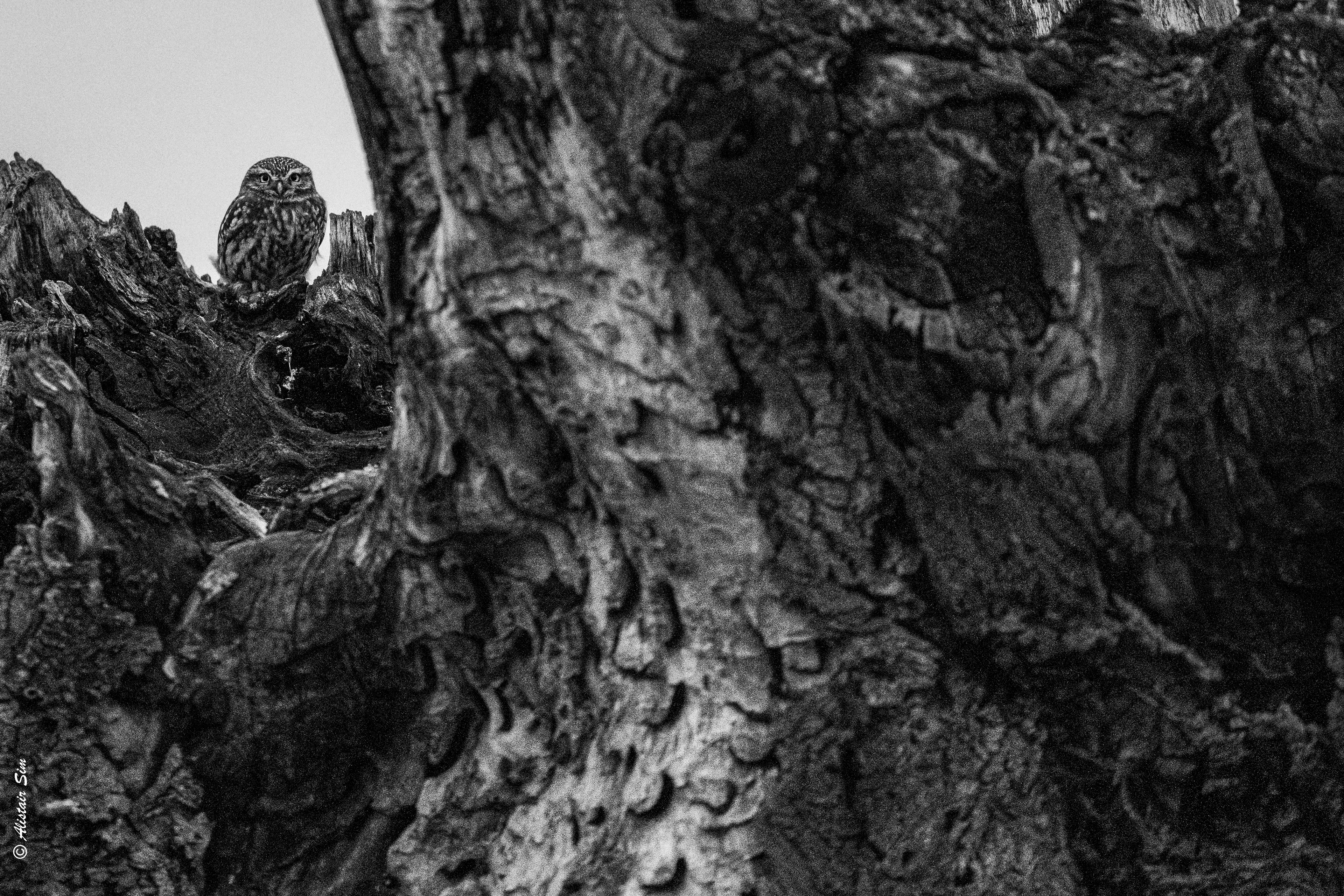 Little Owl, Germenay