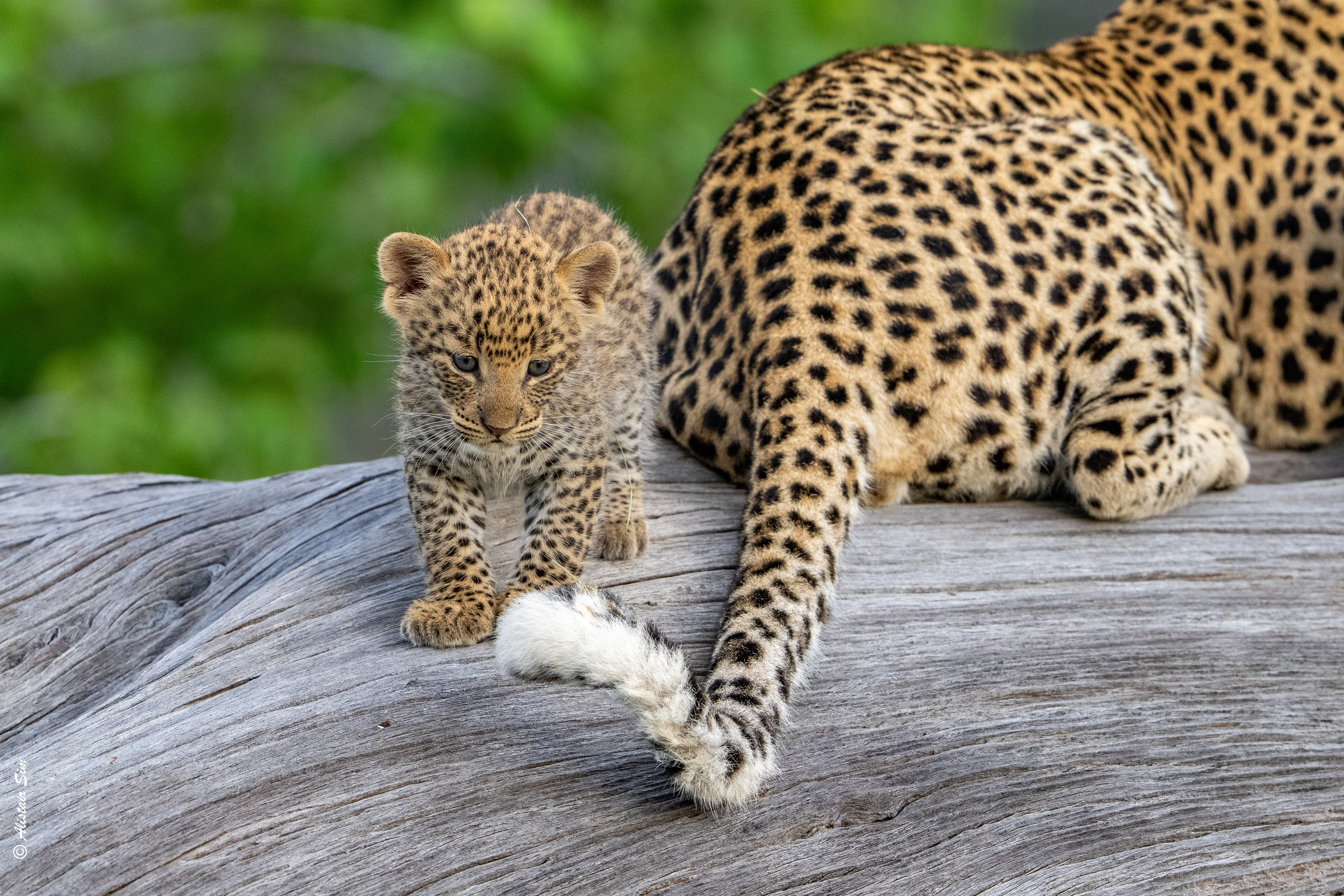 although still a bit young, the tail does hold some interest
