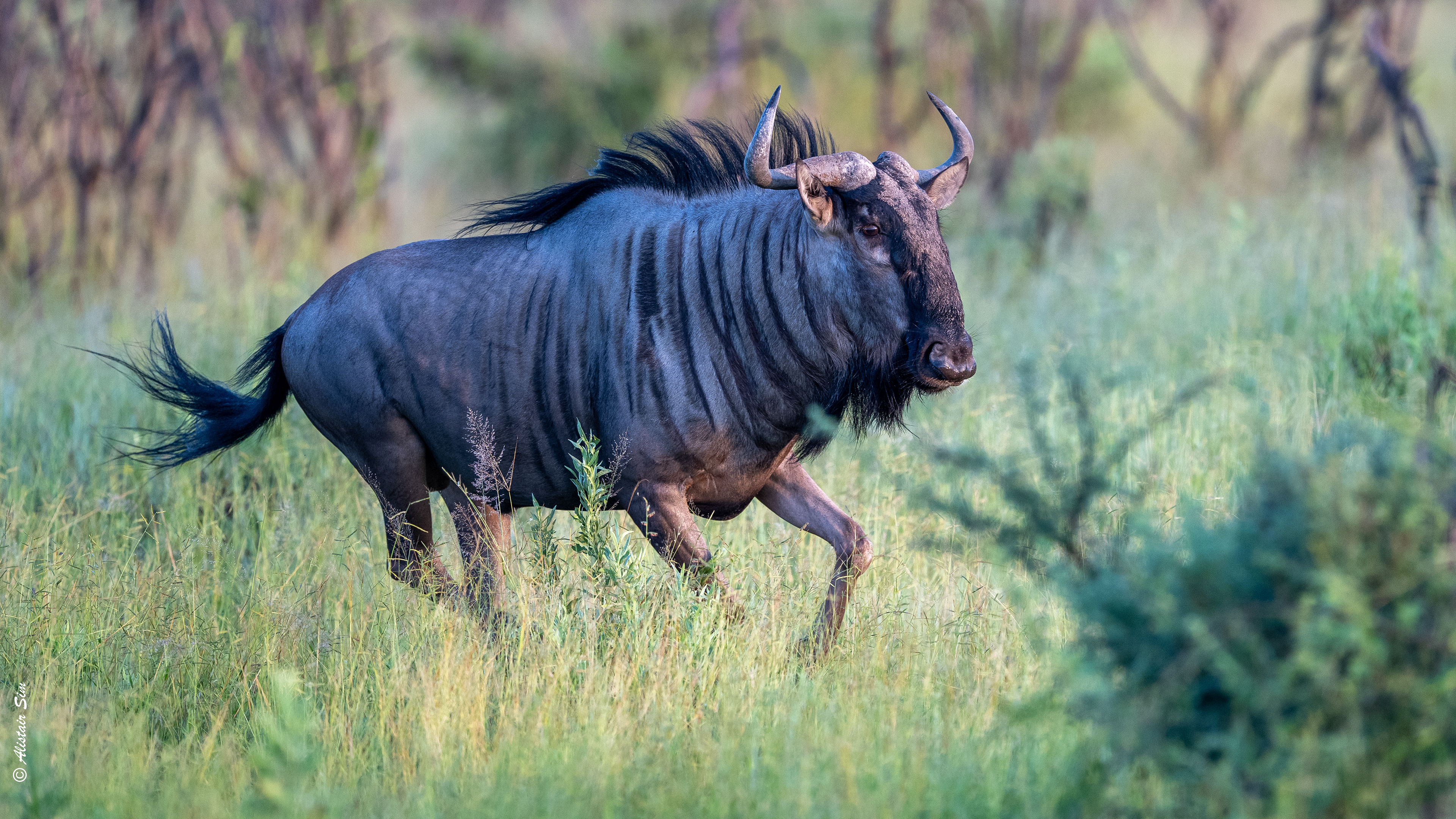 Mr blue gnu in a hurry