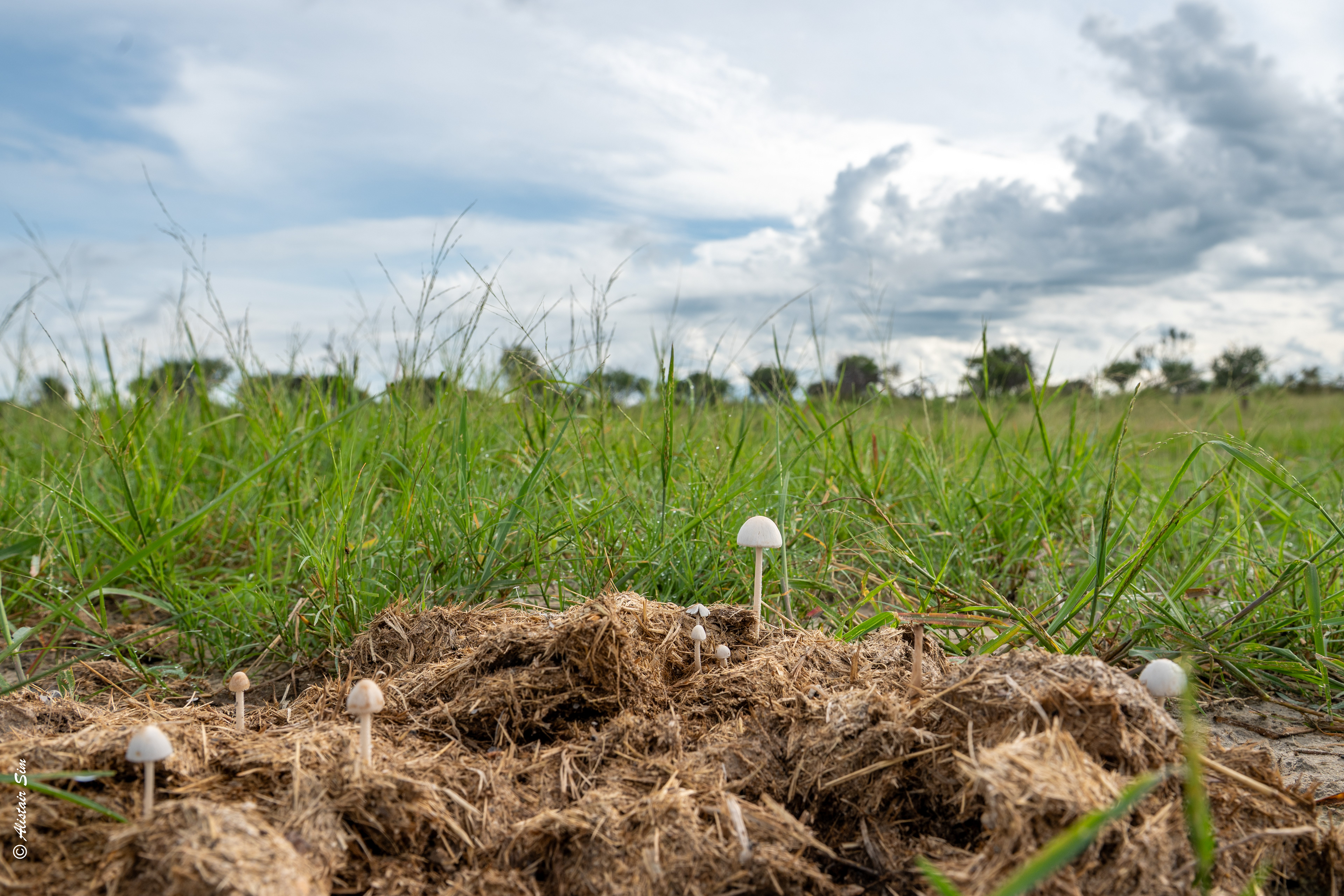 Elephant dung mushrooms