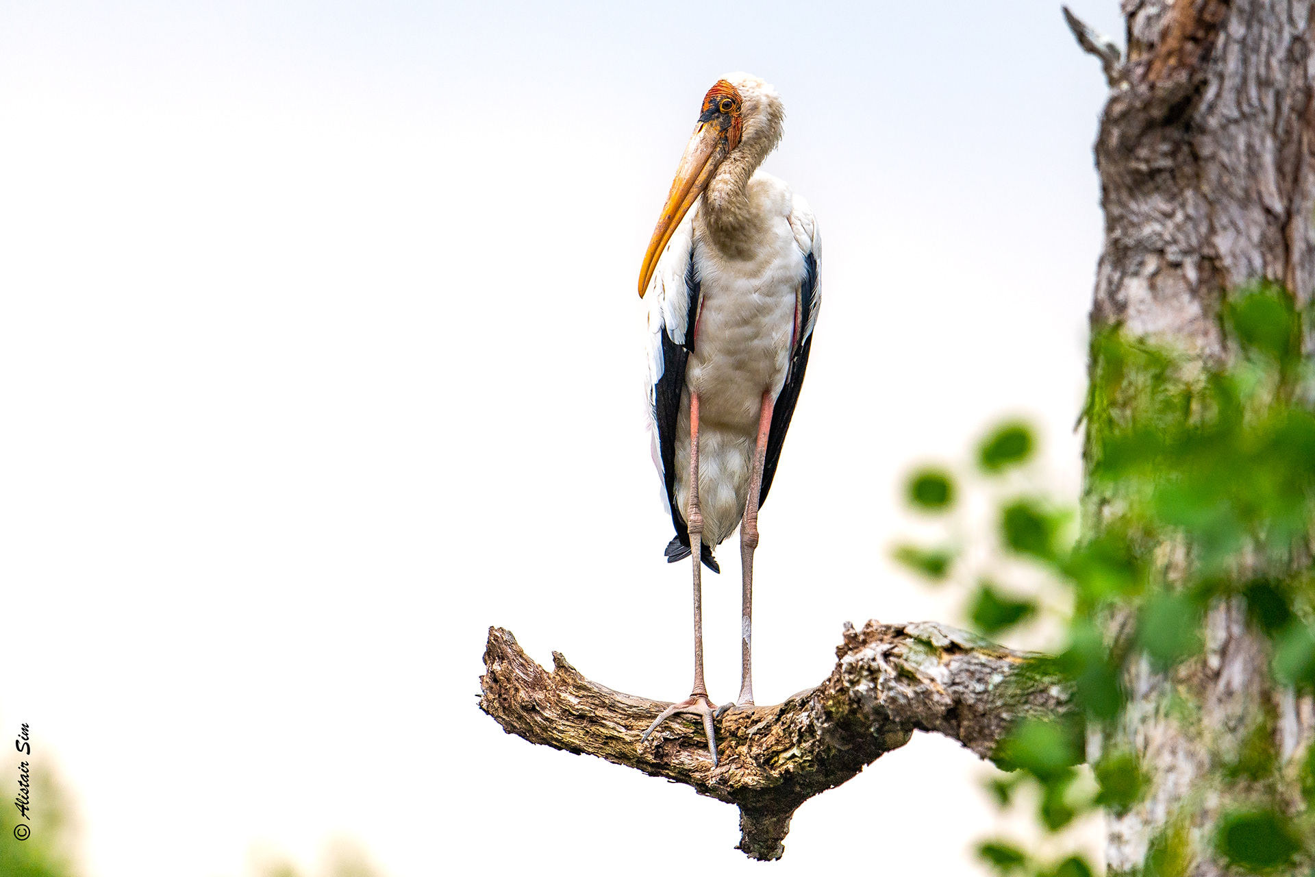 Painted Stork, SBWR, Singapore