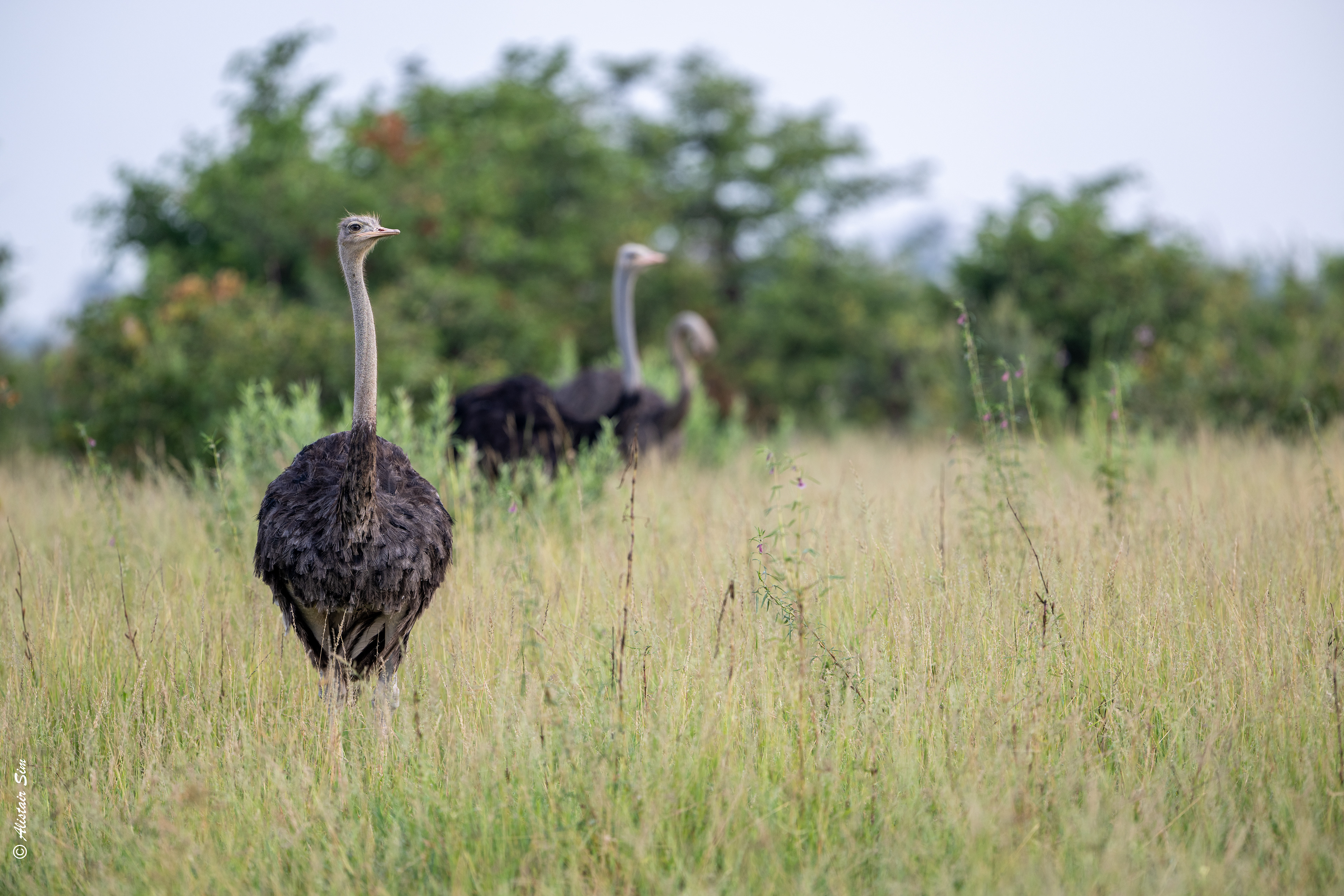 Common ostrich