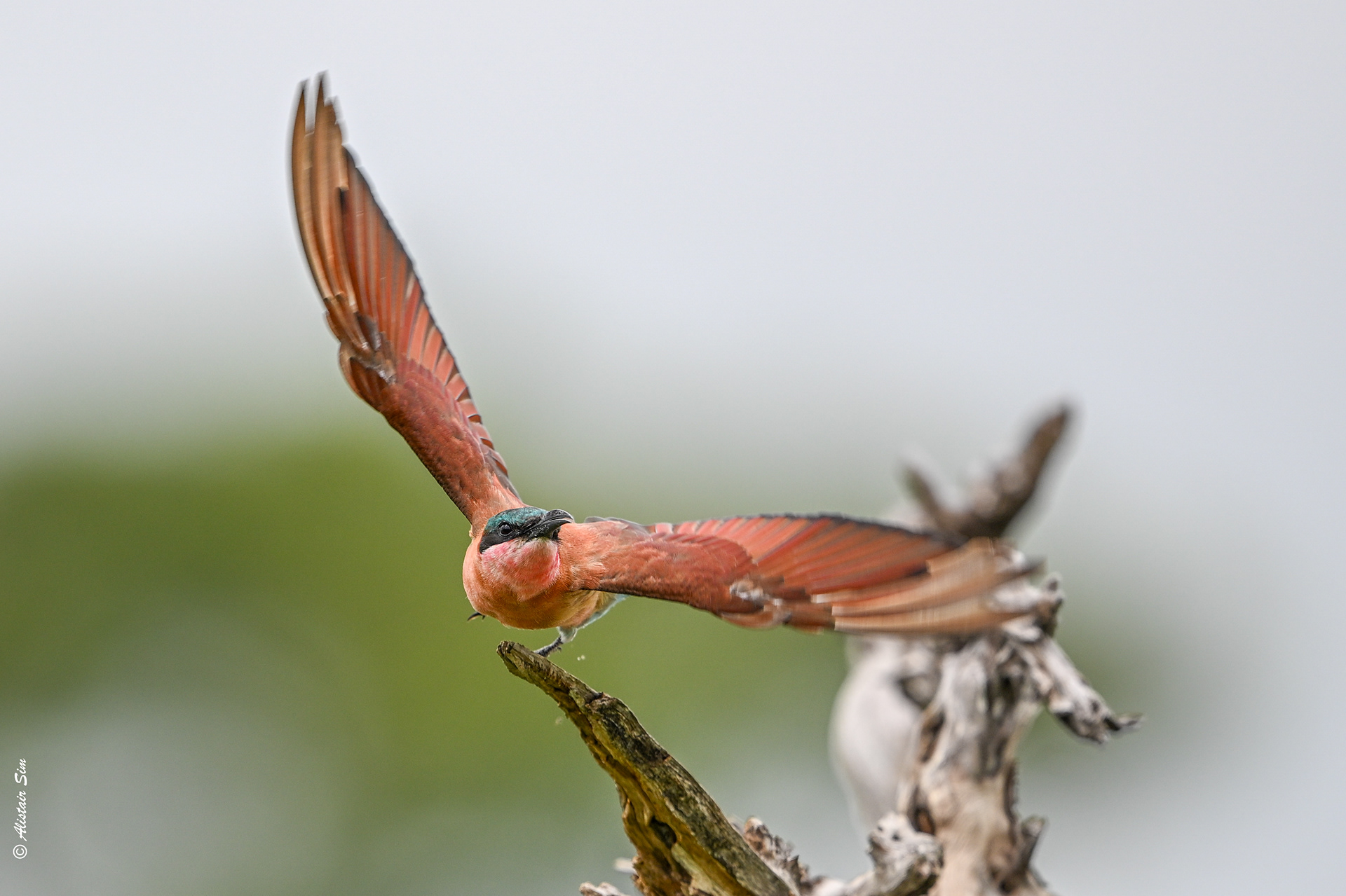 Southern carmine bee-eater
