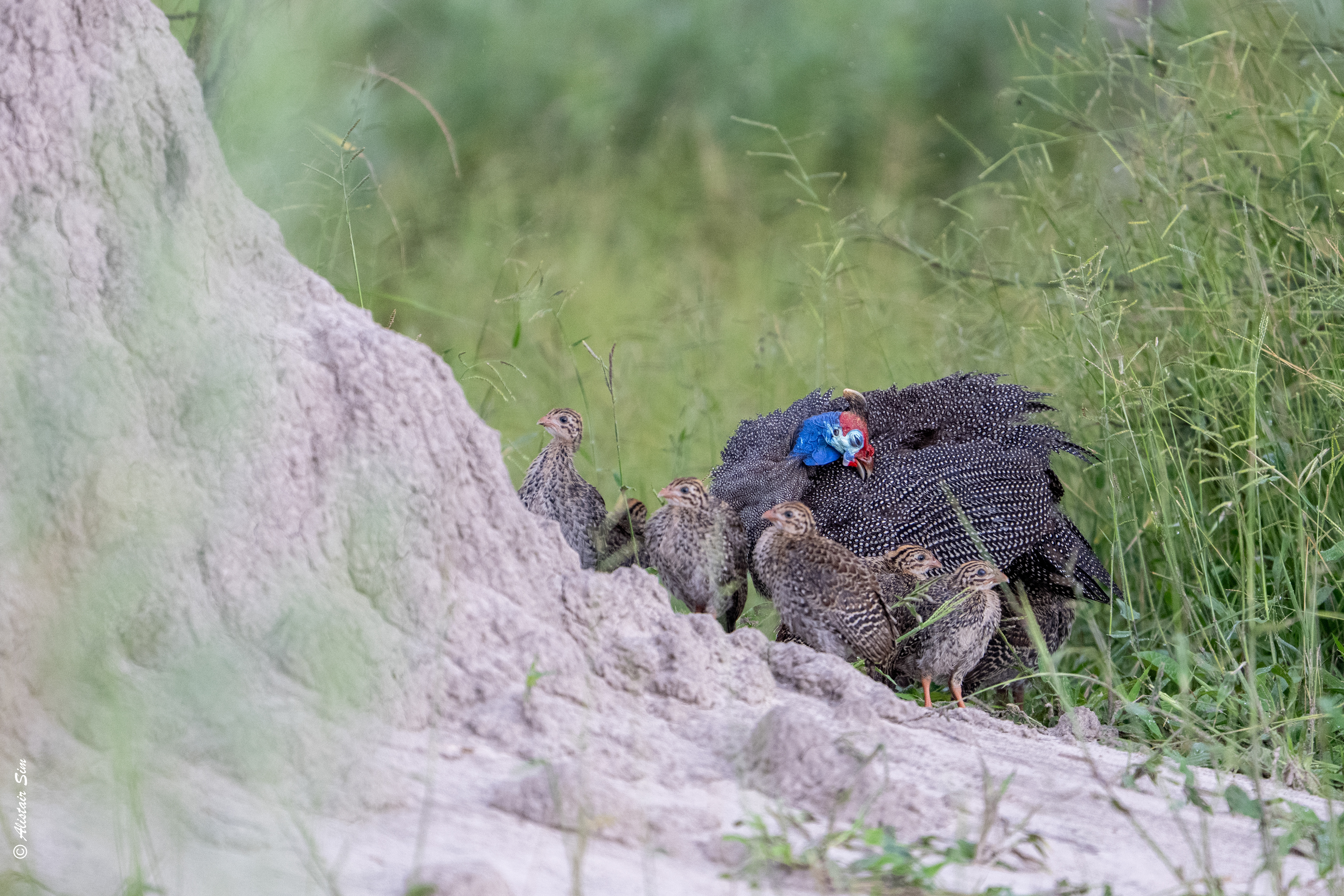 Helmeted guineafowl, mum and the young