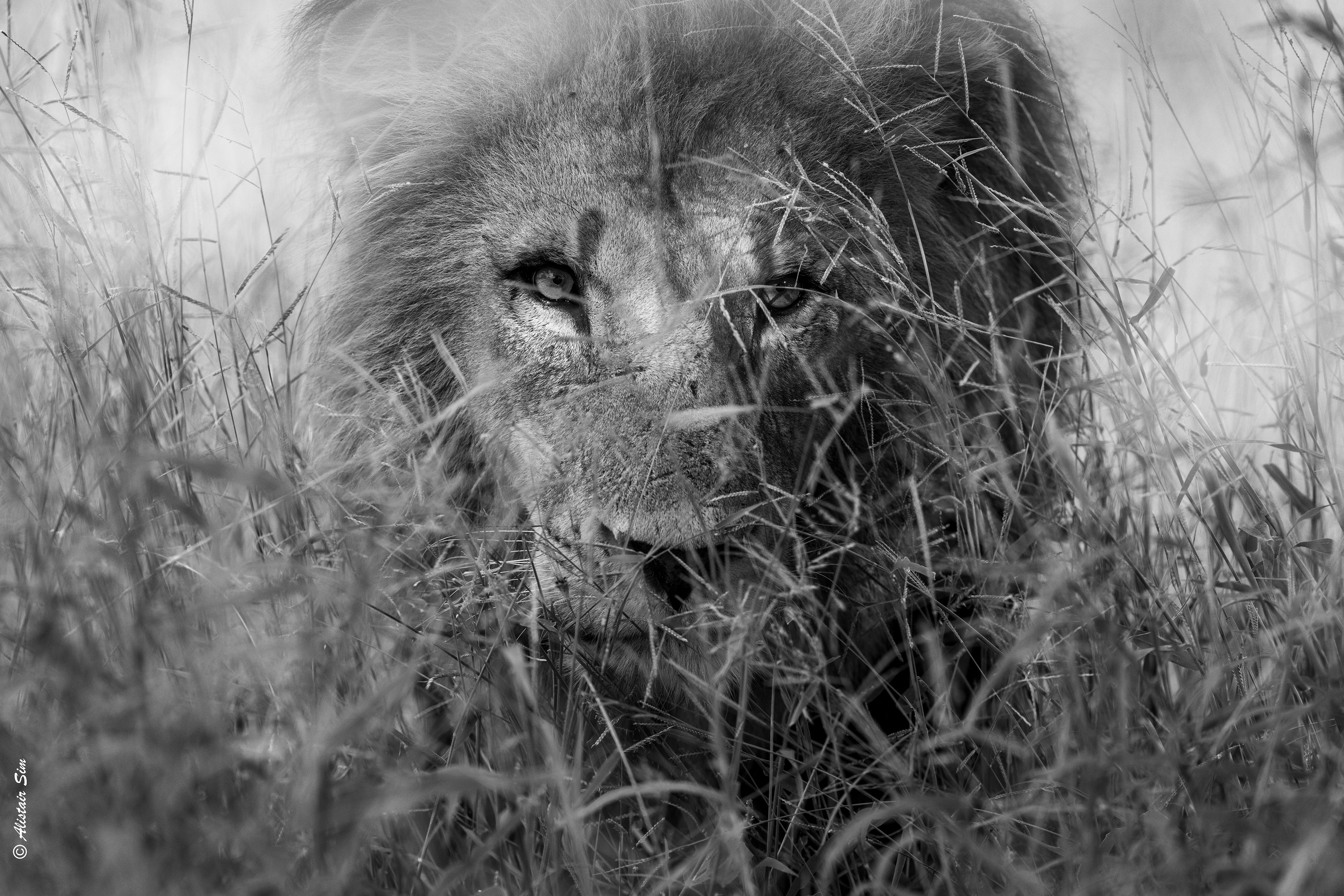 long grass nemesis
