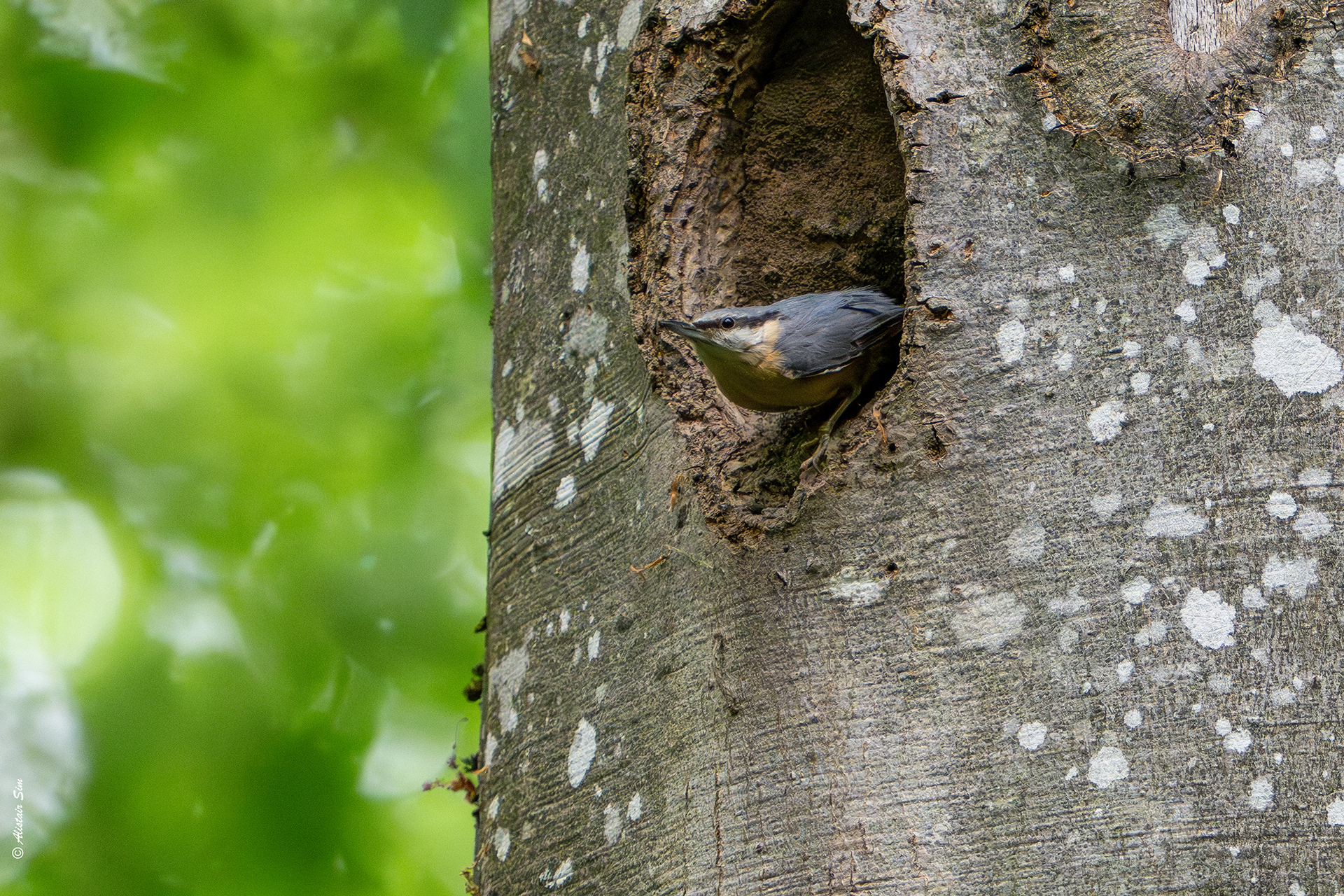 Eurasian nuthatch / Sittelle torchepot