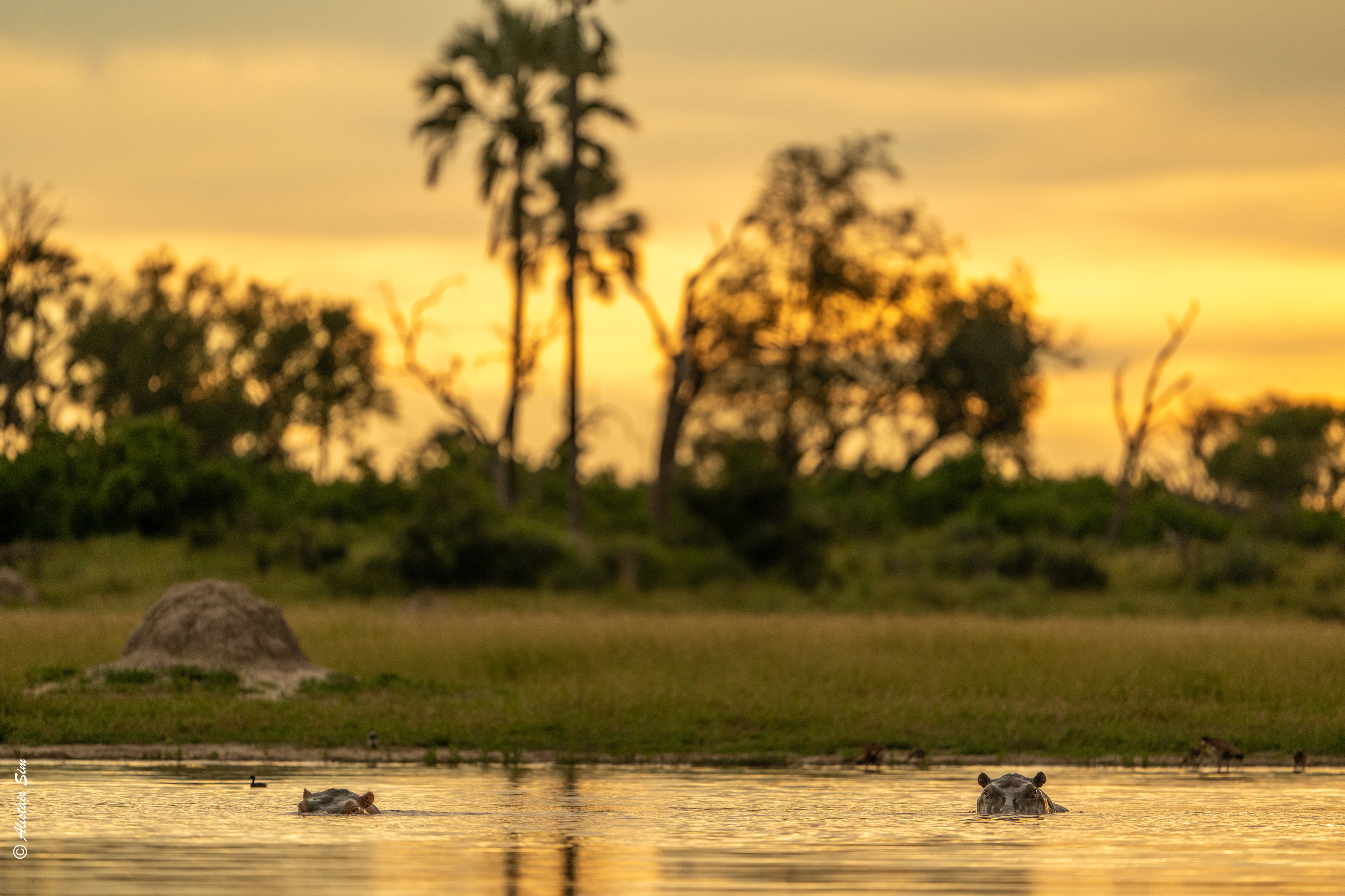 sundowner spot and the hippos are not happy