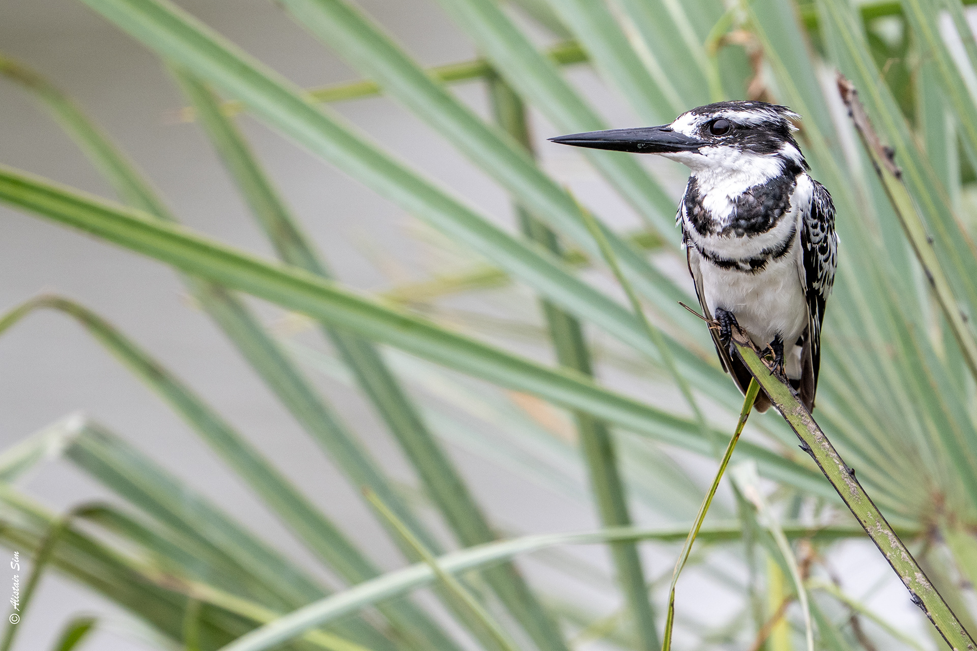 Pied kingfisher