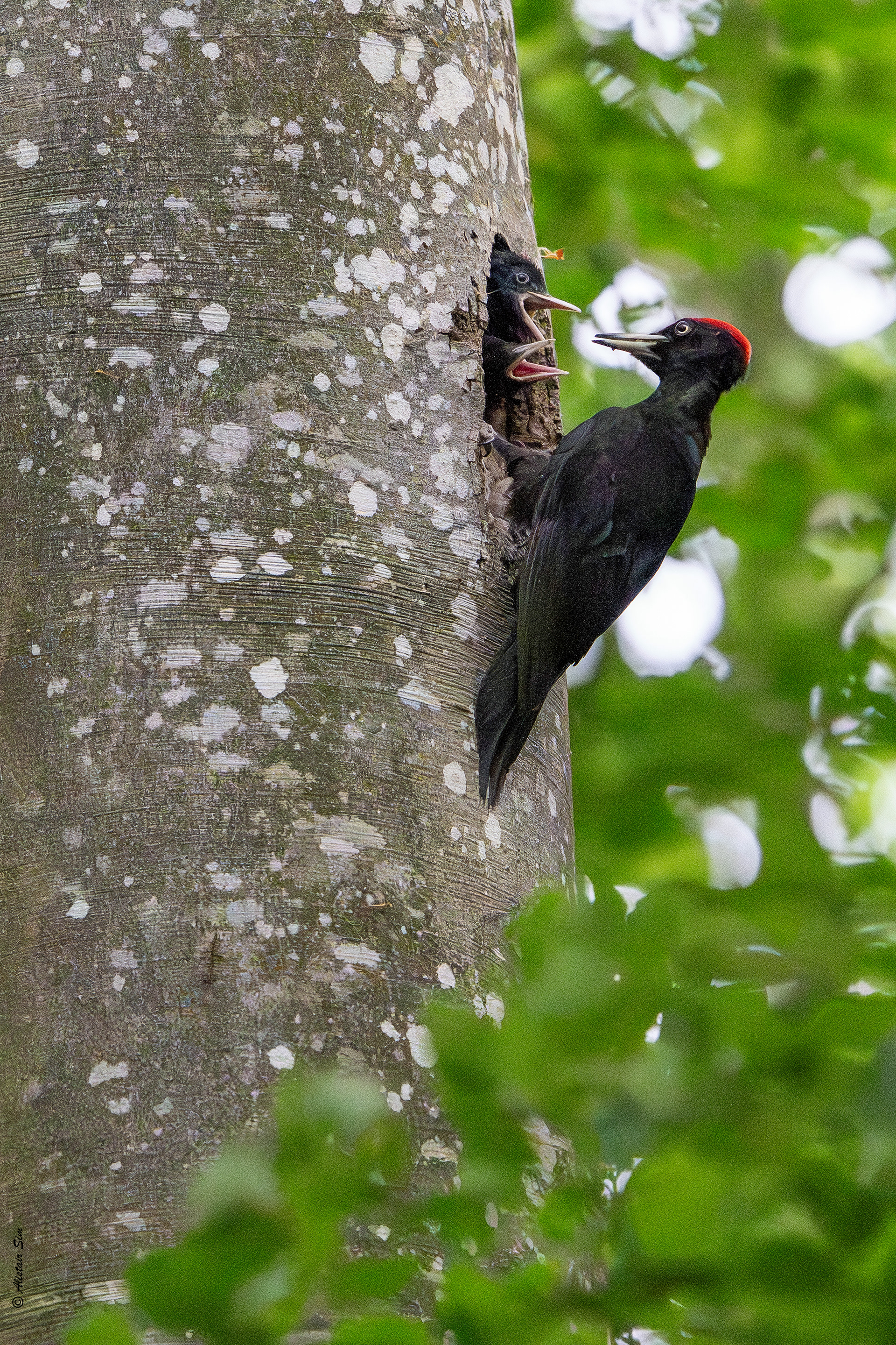 Black woodpecker / Pic noir (m)