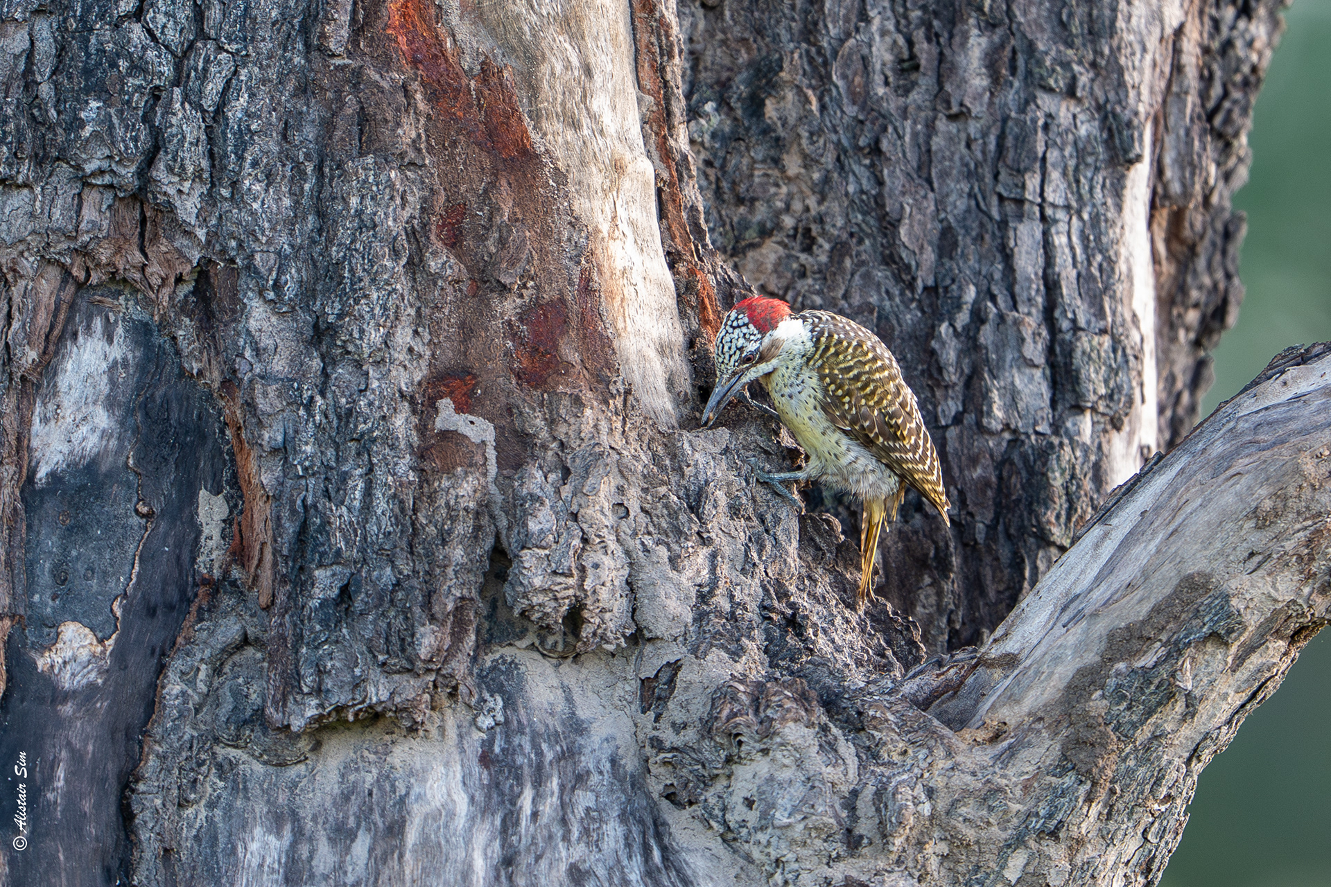 Bennett's woodpecker