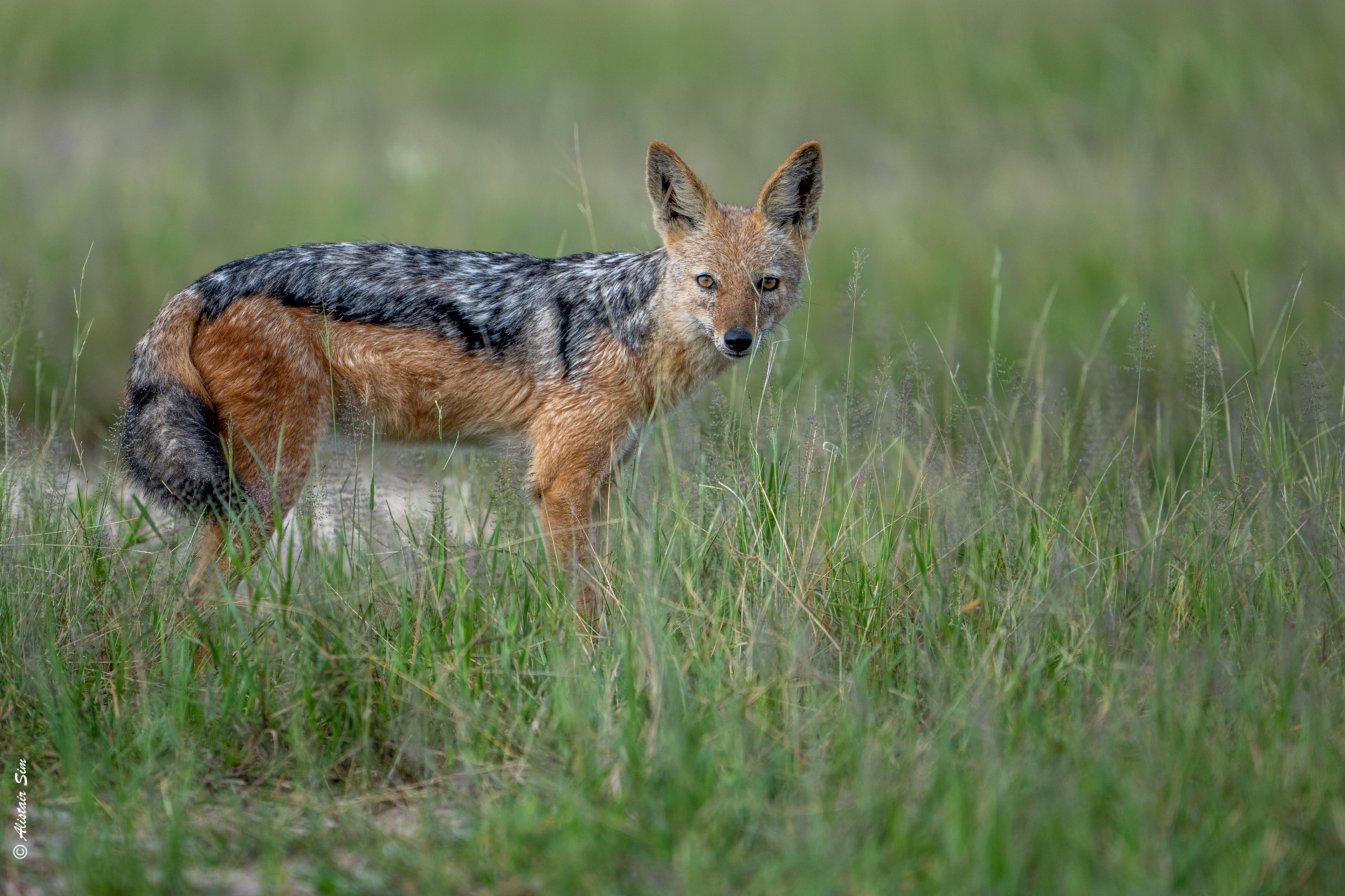 Black-backed jackal