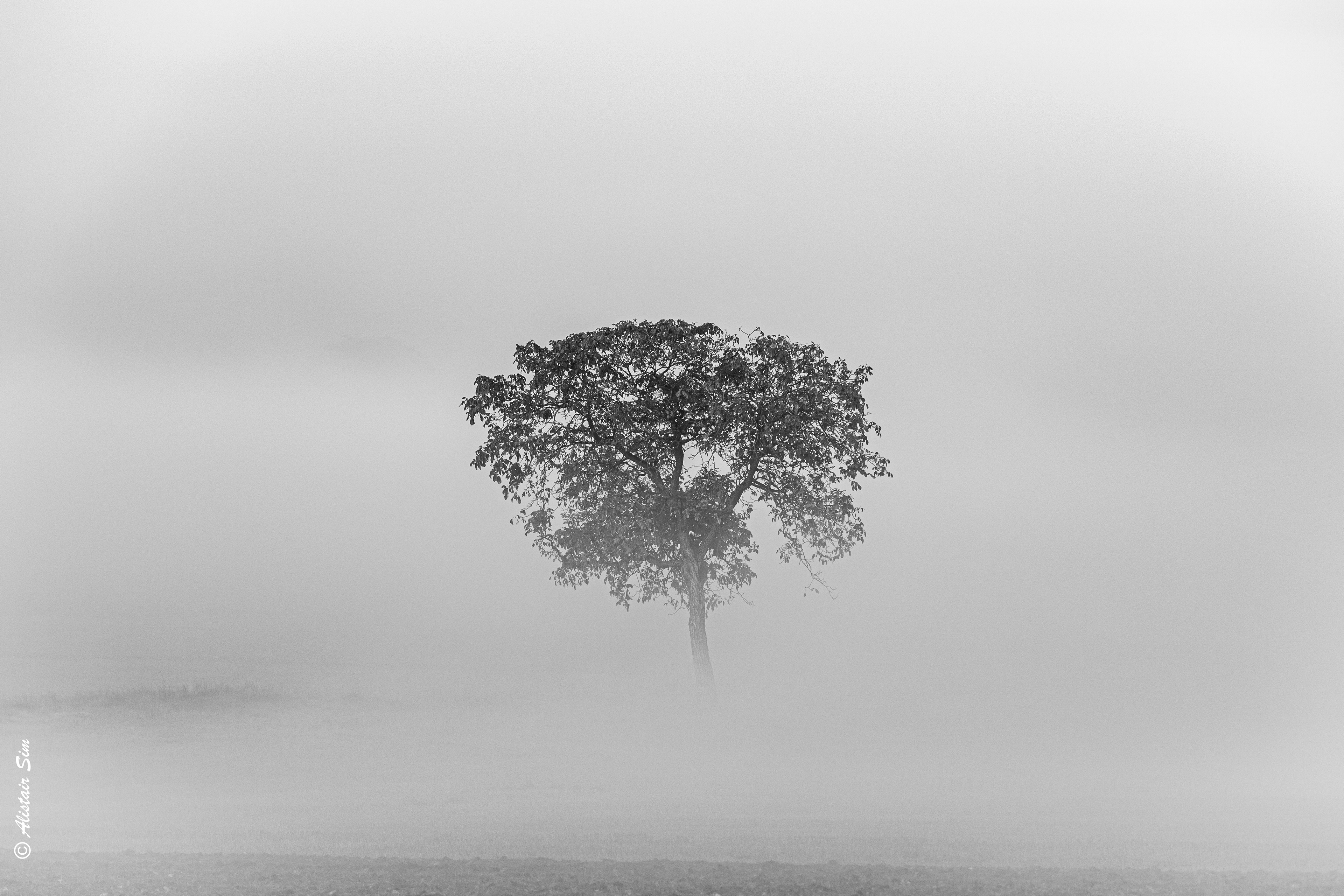 morning mist, Grenois