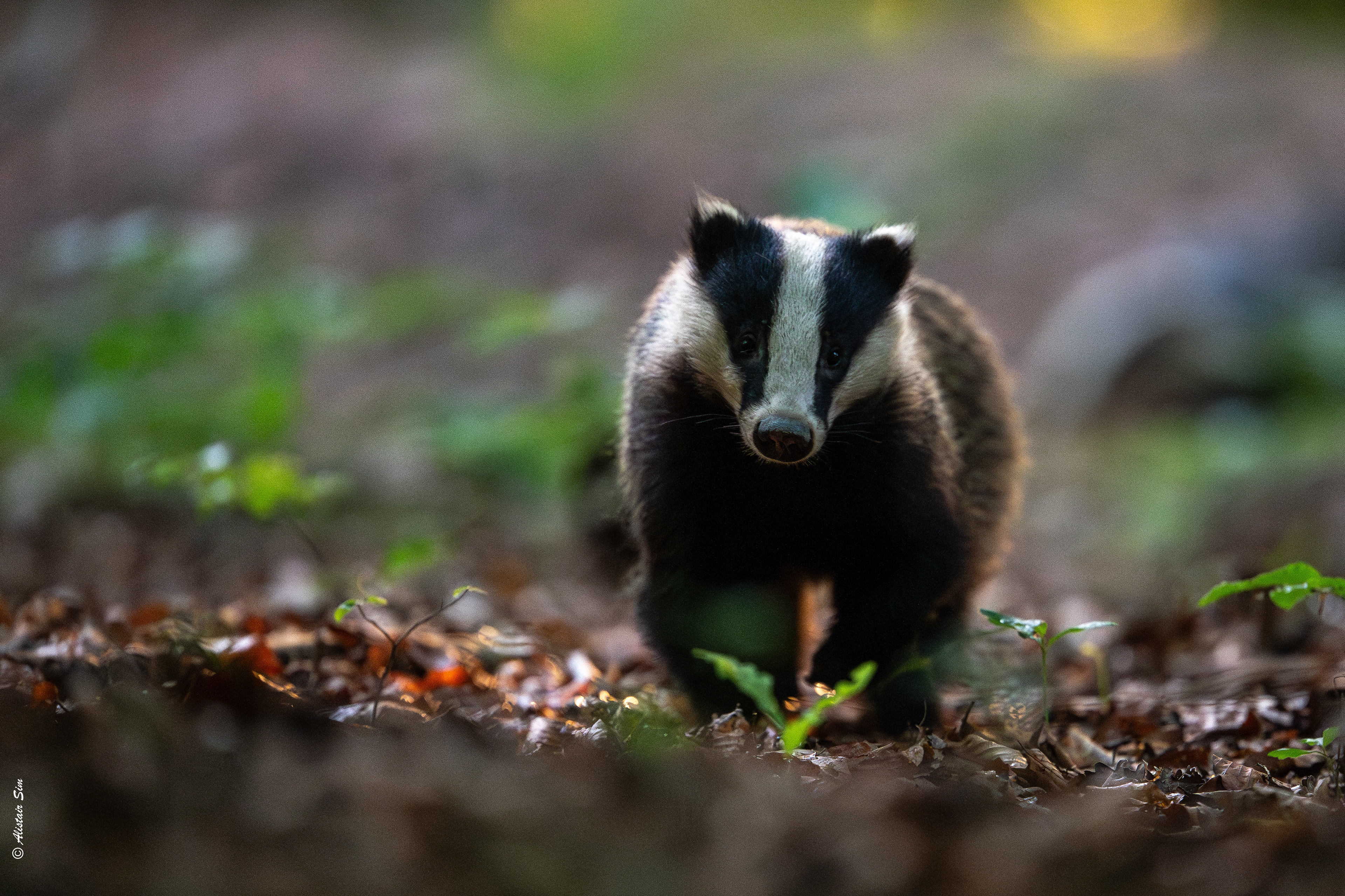 I'm coming for you, St Martin du Puy