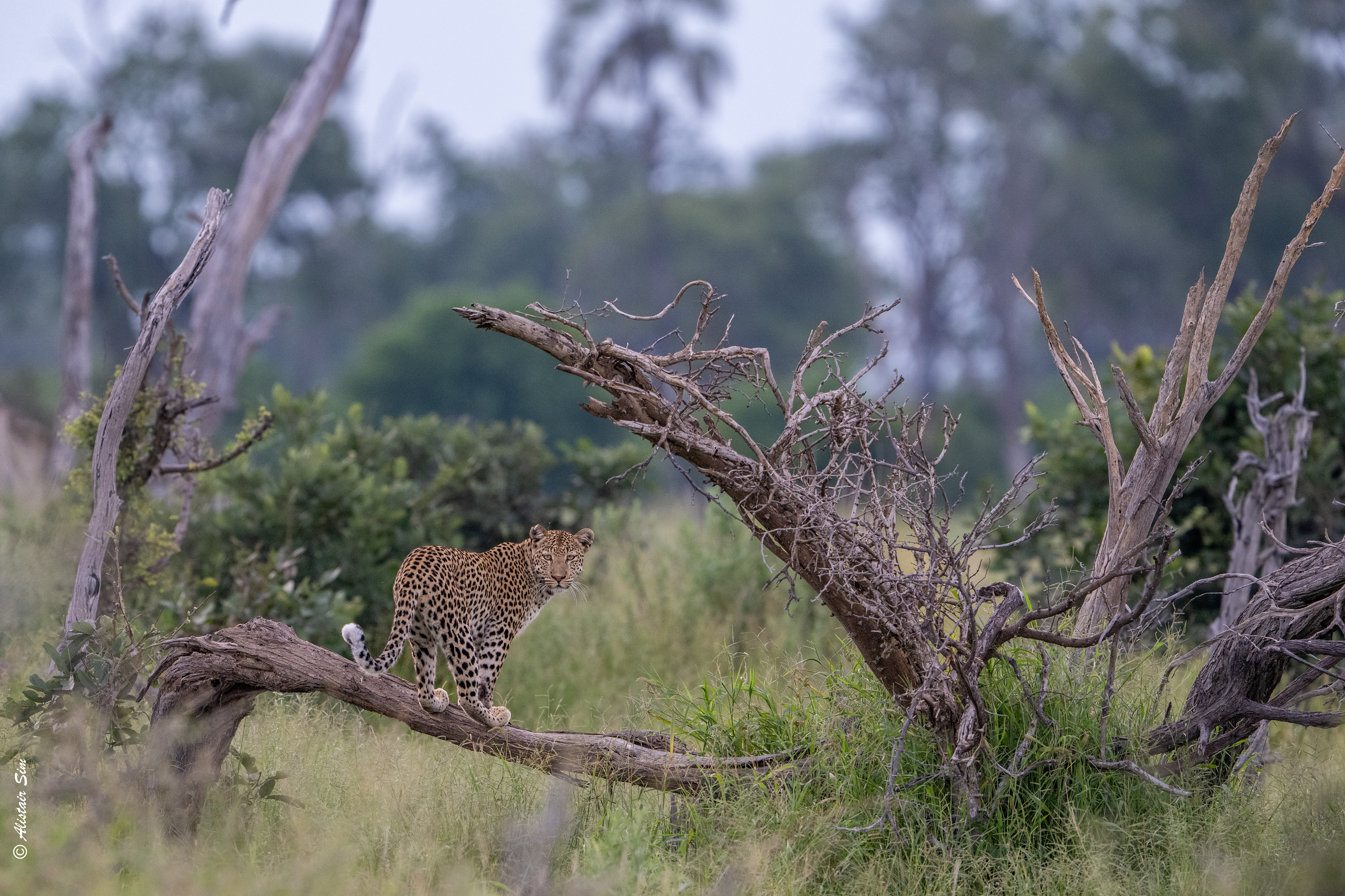 but the Impala spots her, so back to her cub