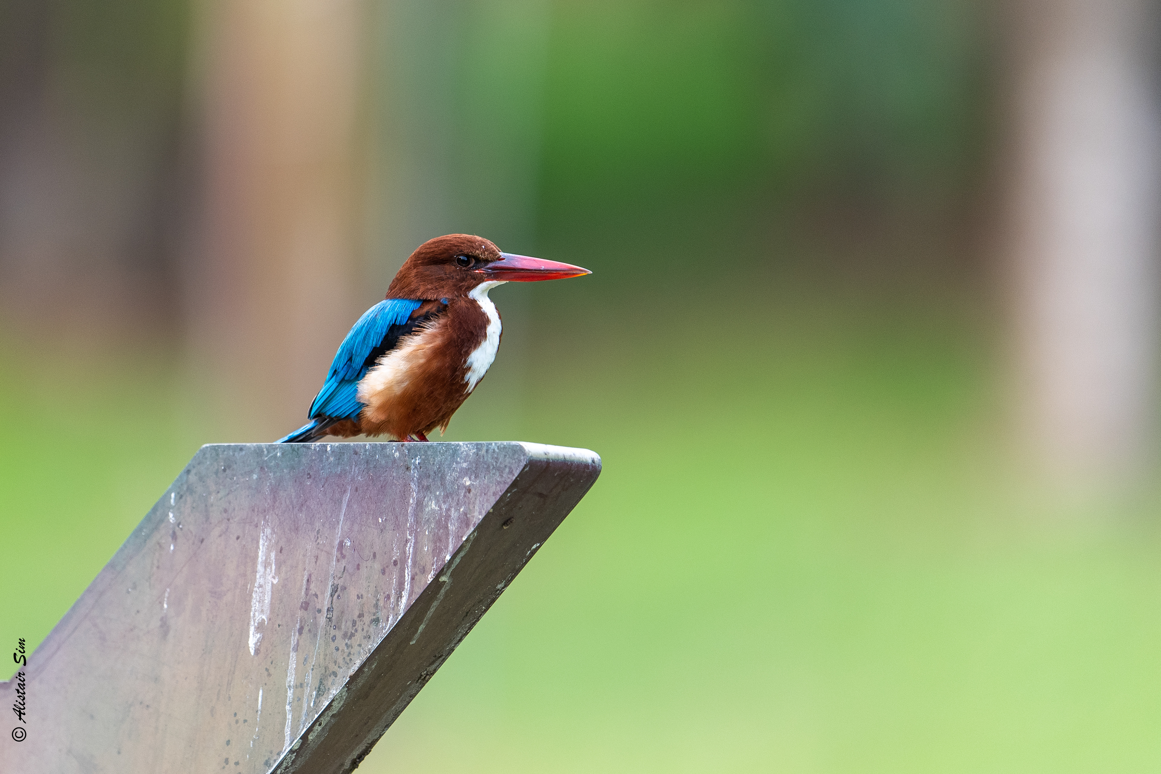 White-throated kingfisher, SBG, Singapore