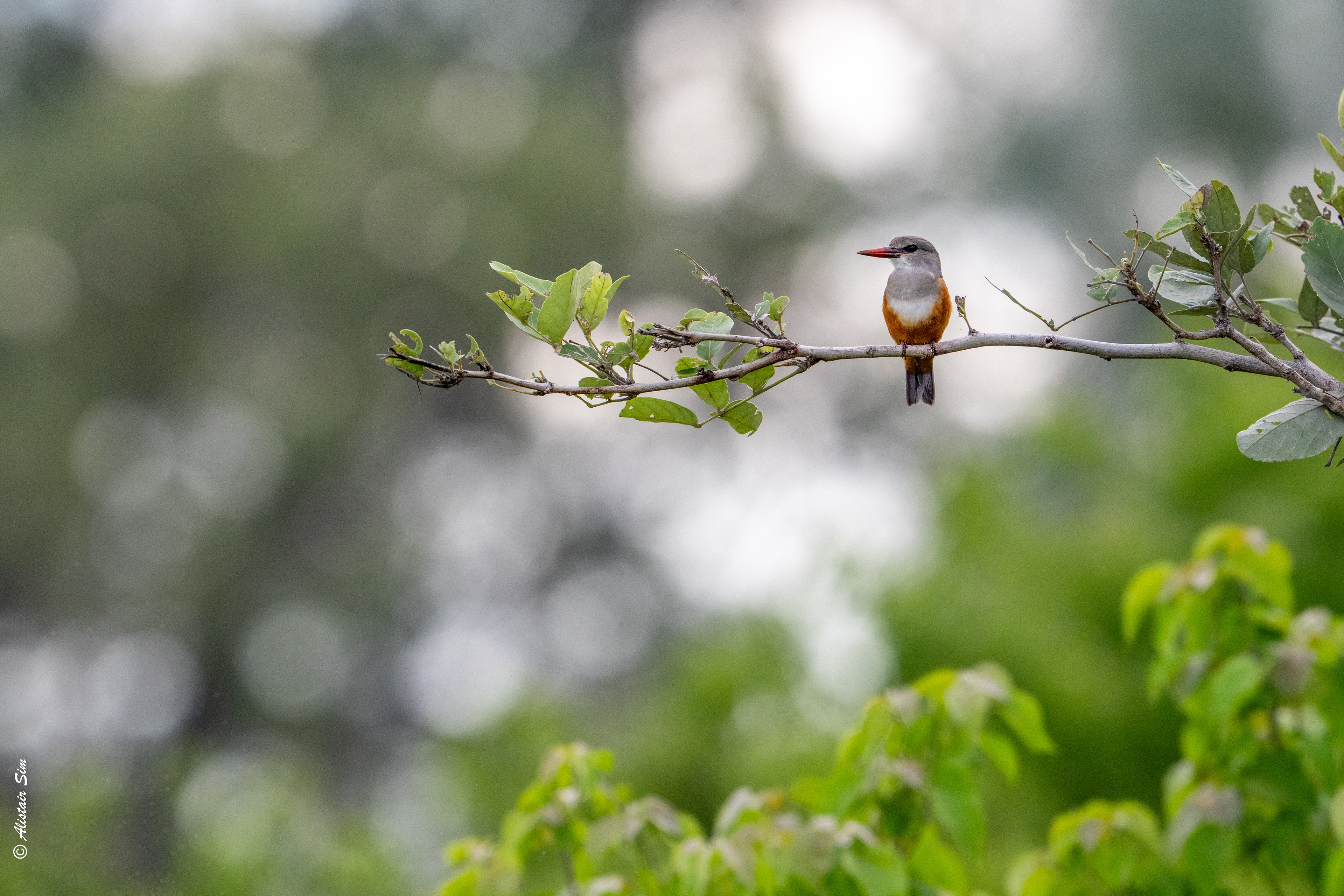 Grey-headed kingfisher
