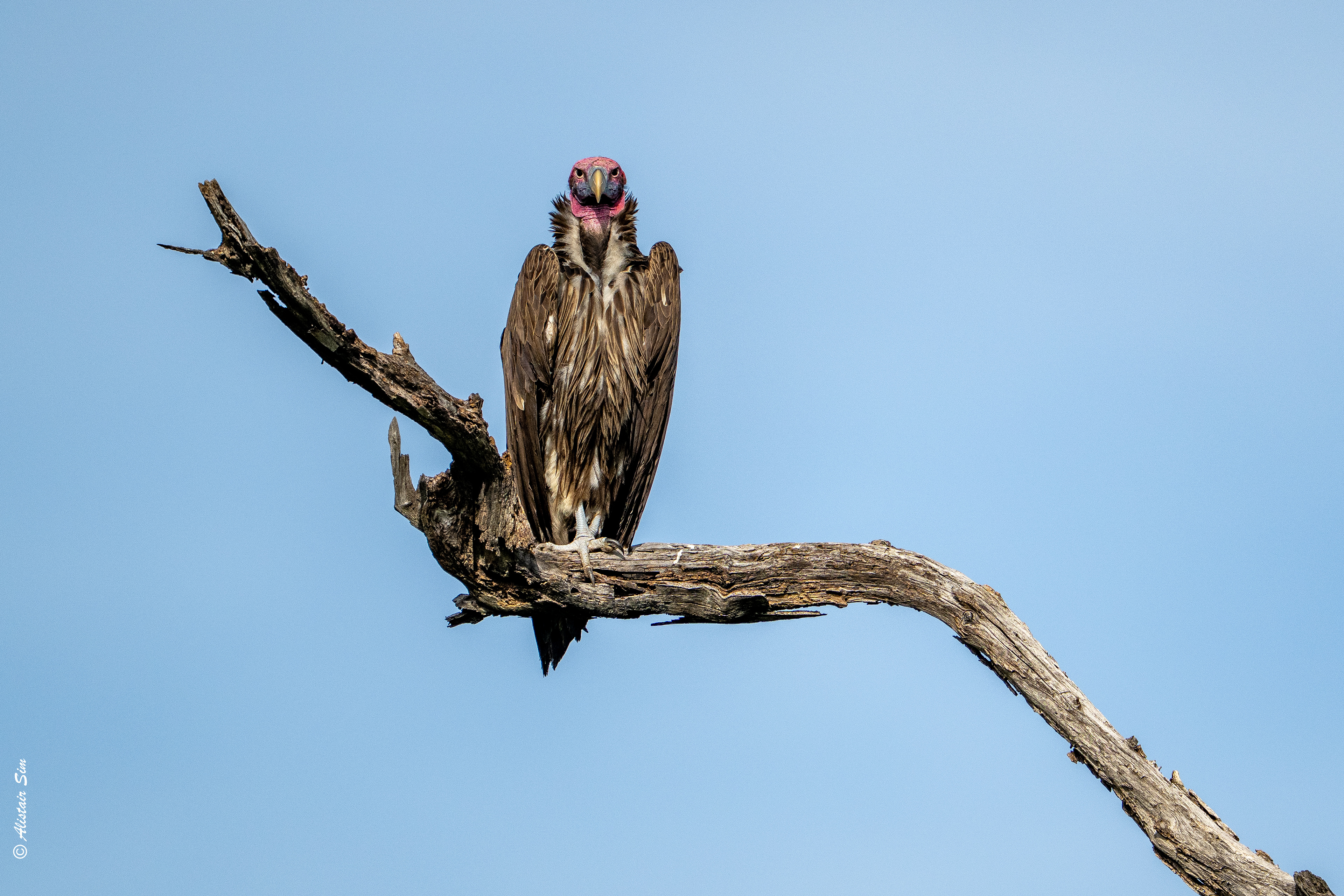 lappet-faced vulture
