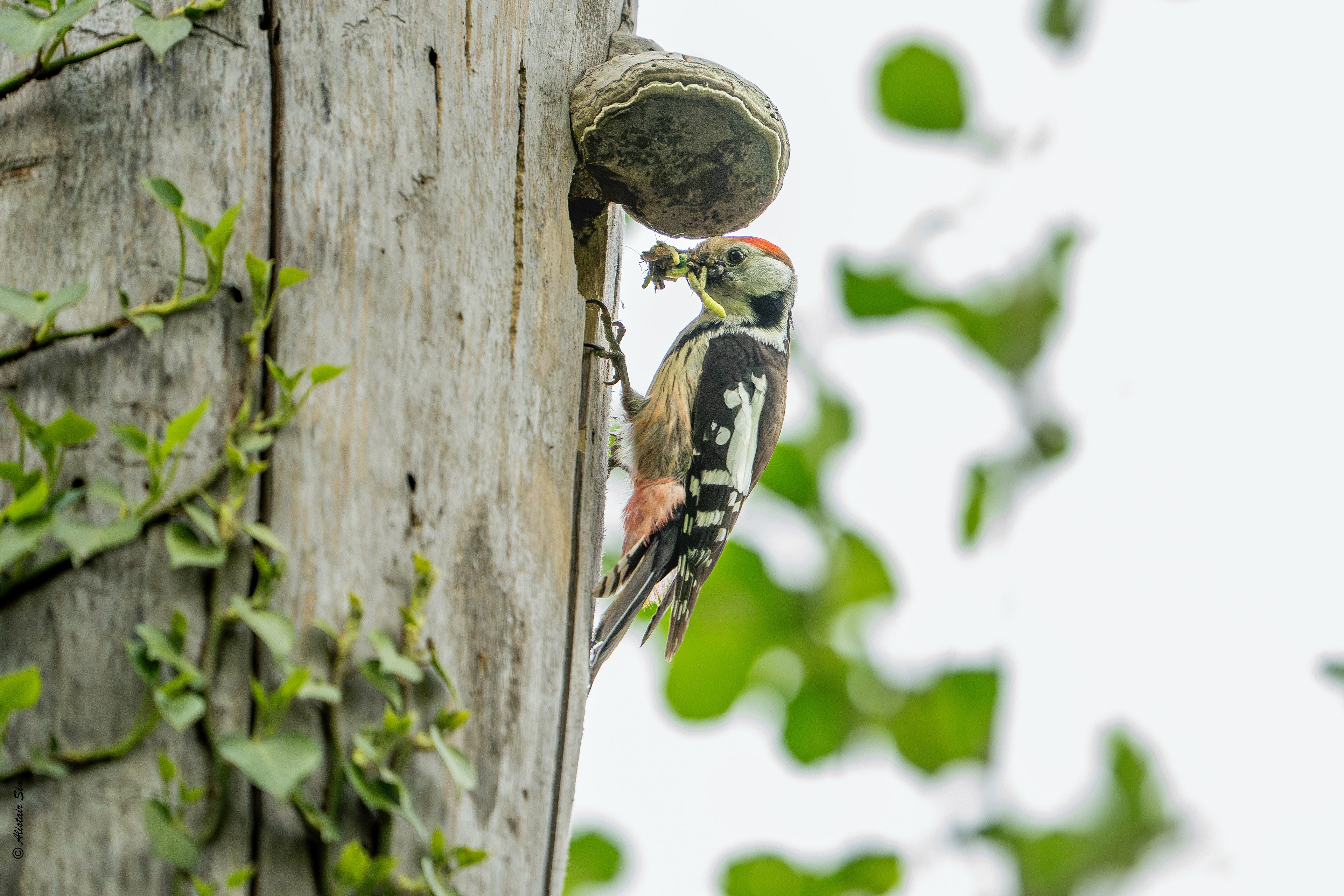 Middle spotted woodpecker / Pic mar