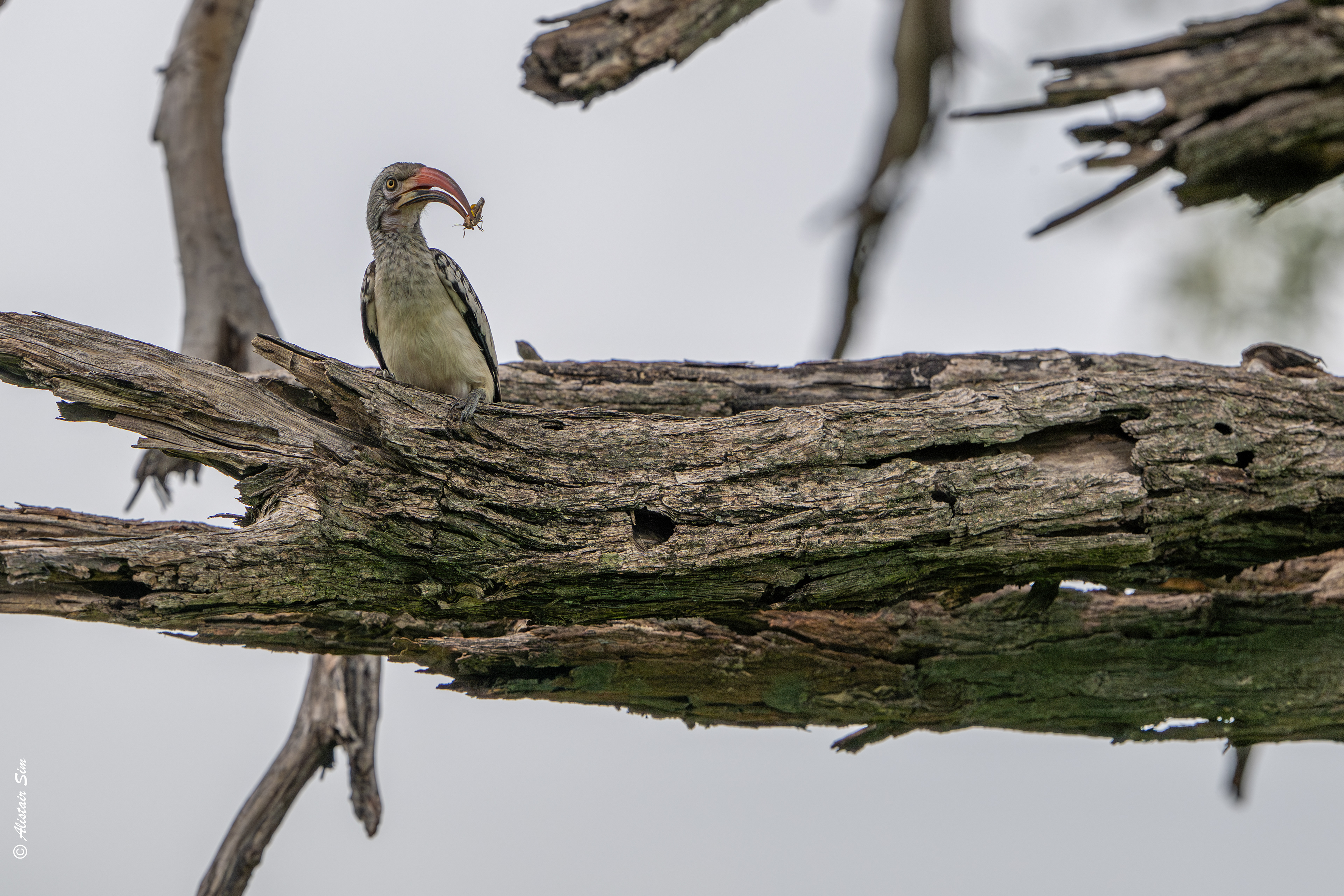 Southern red-billed hornbill