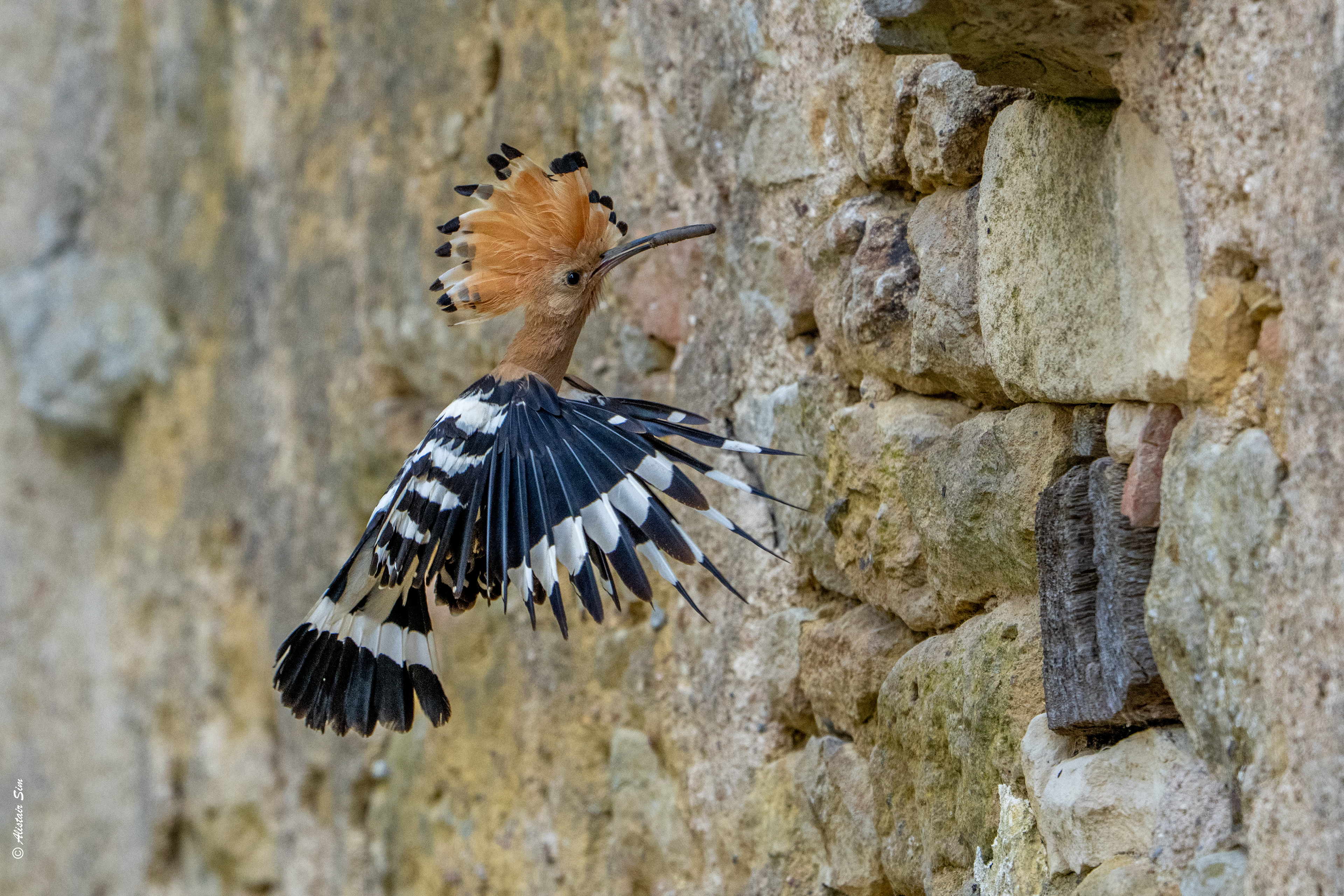 Hoopoe/Huppe fasciée, Germenay