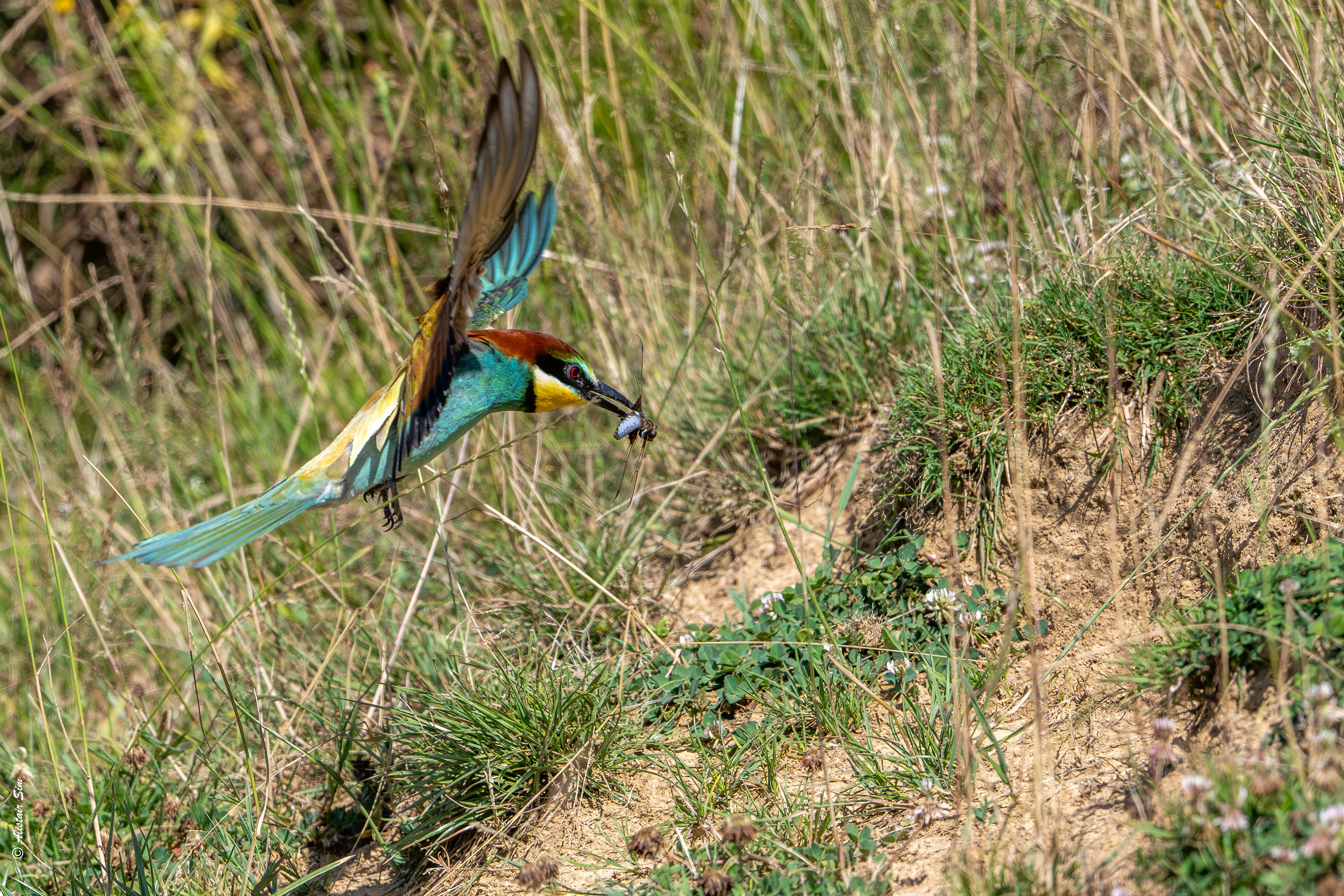 Bringing home the goodies, Mouches