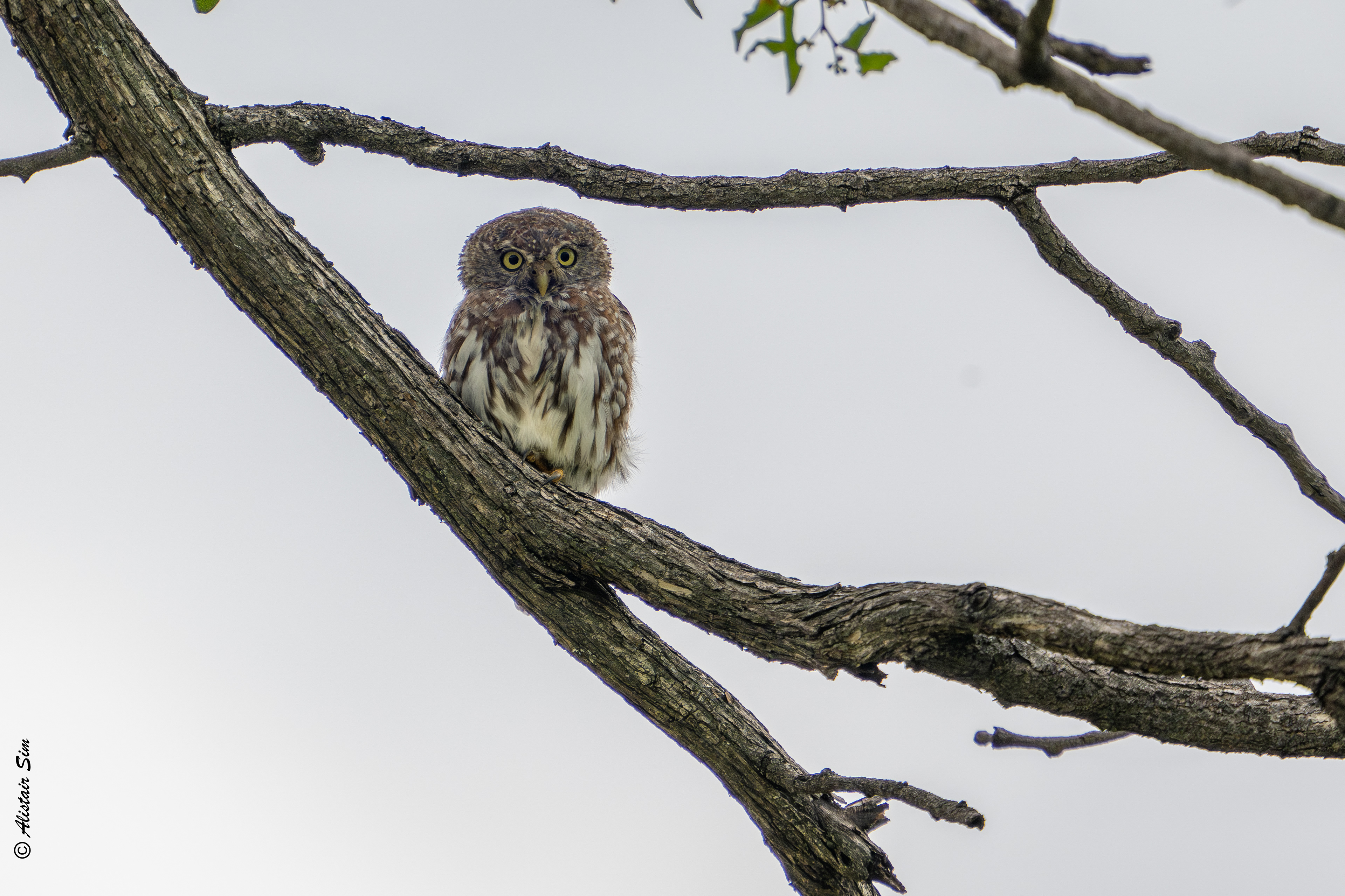 Pearl-spotted owler