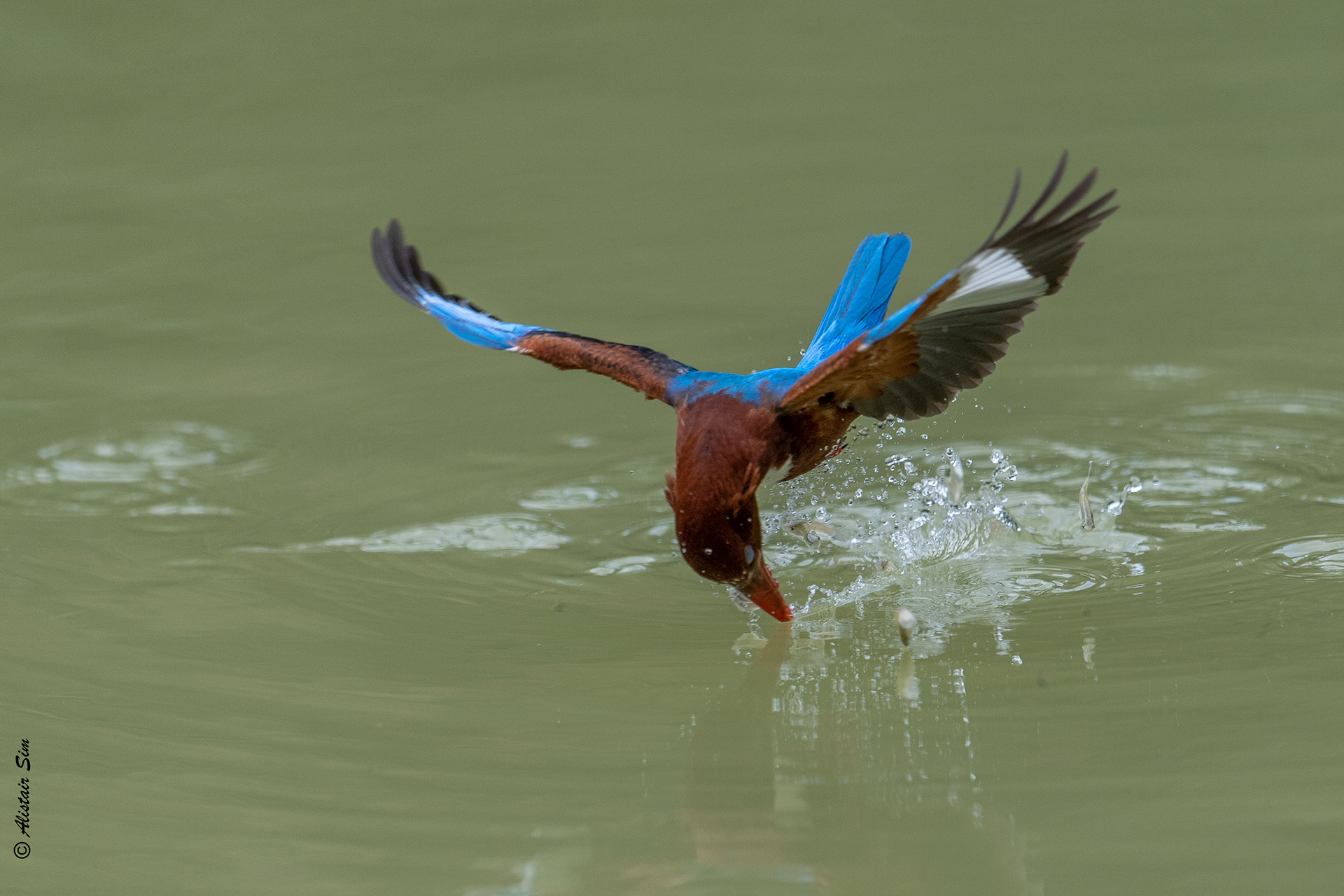 White-throated kingfisher, SBG, Singapore