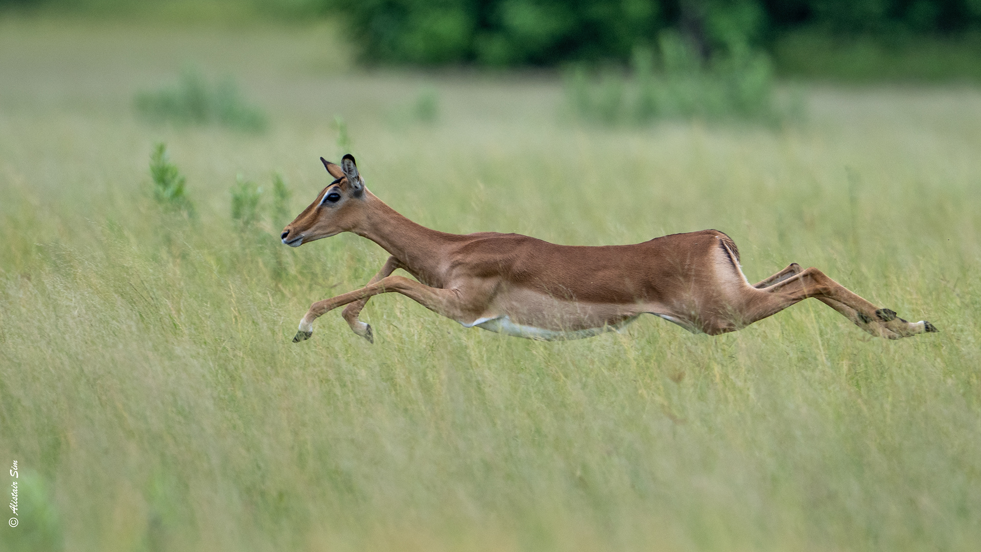 Impala on the move
