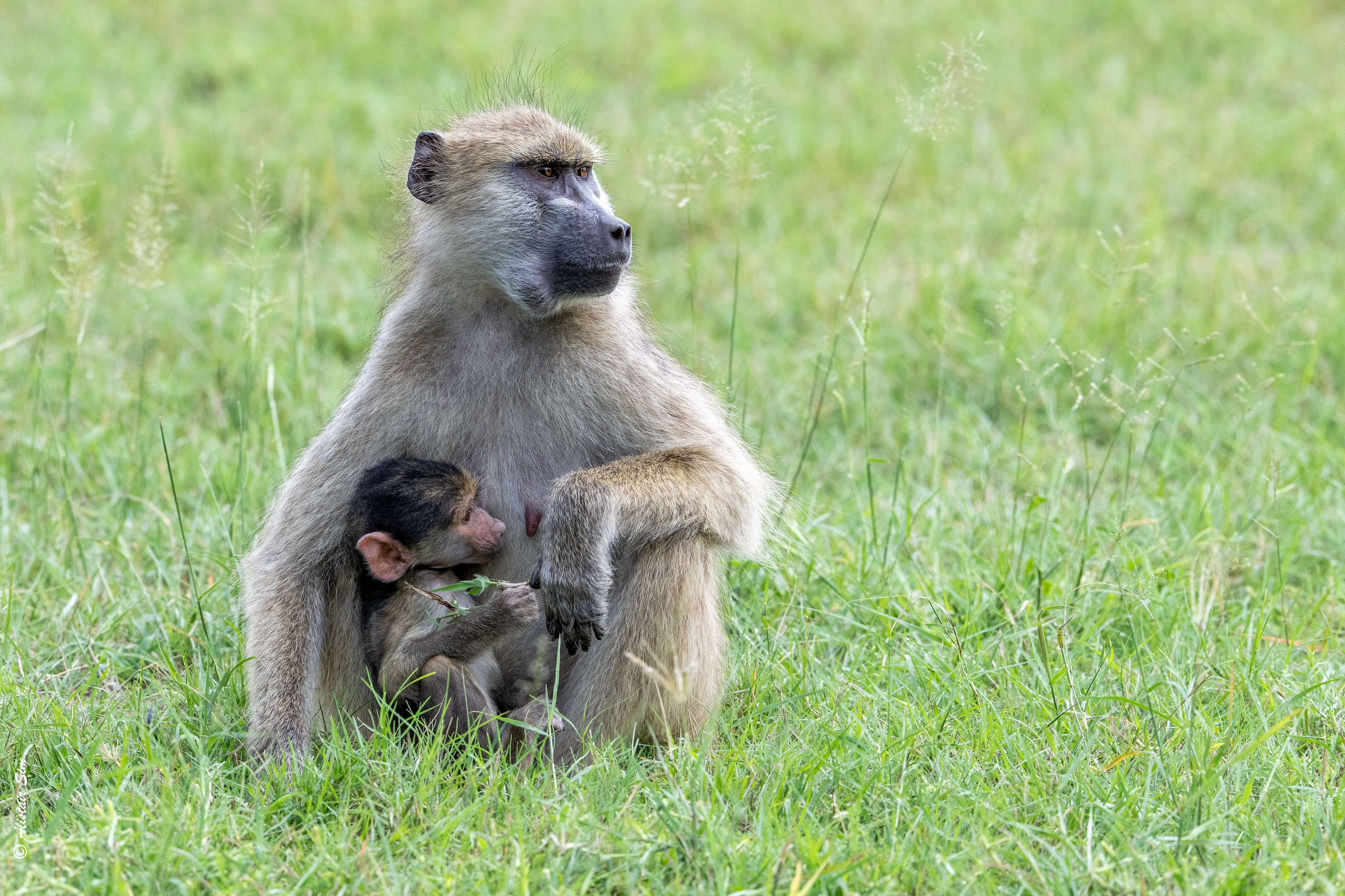 Chacma baboon