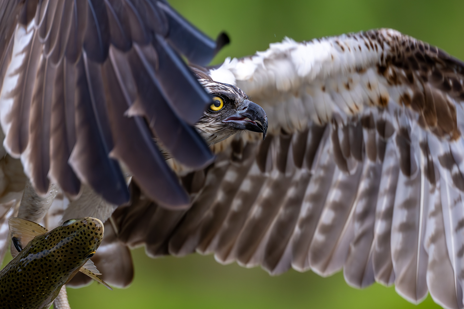 Osprey, Aviemore, Scotland