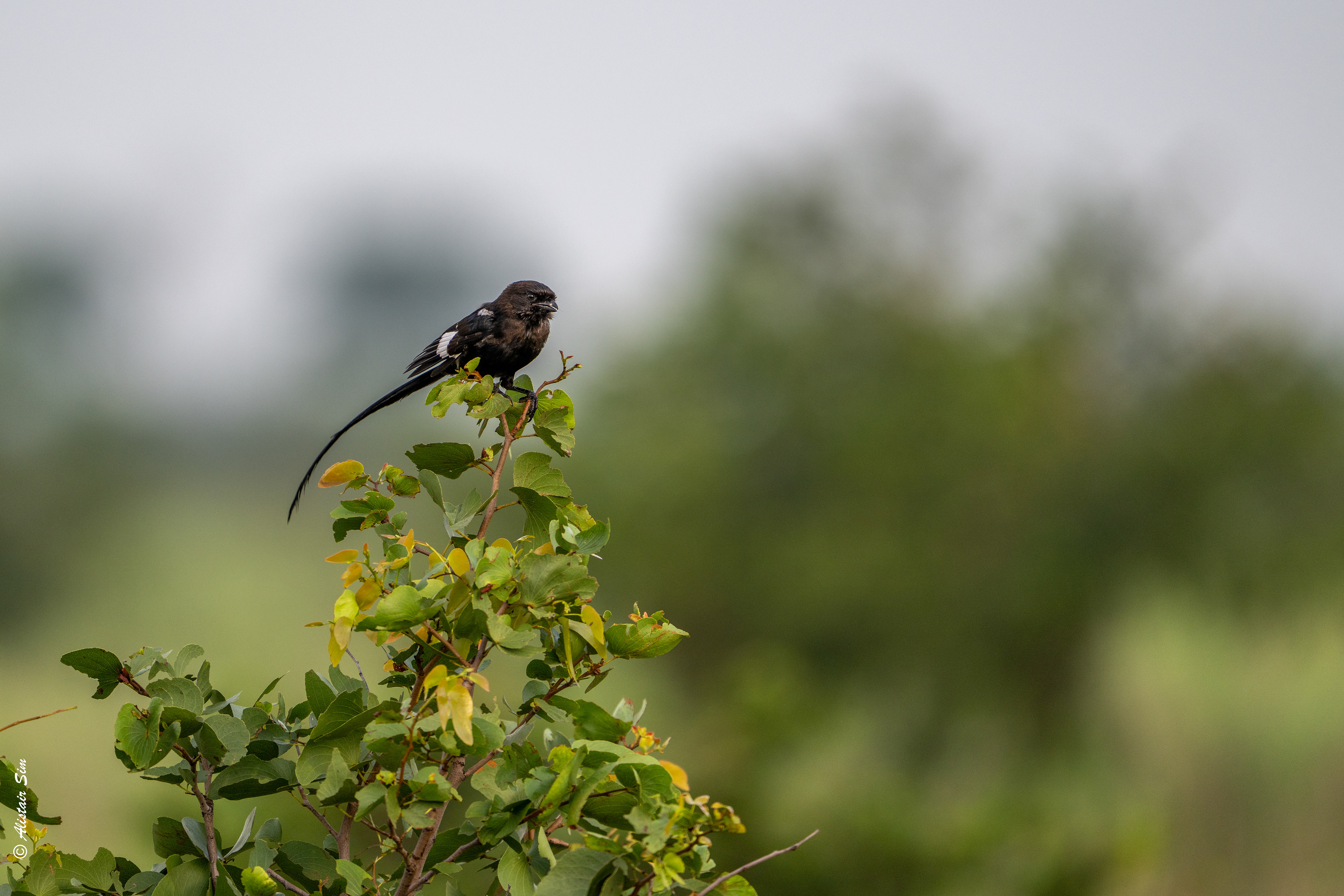 Magpie shrike