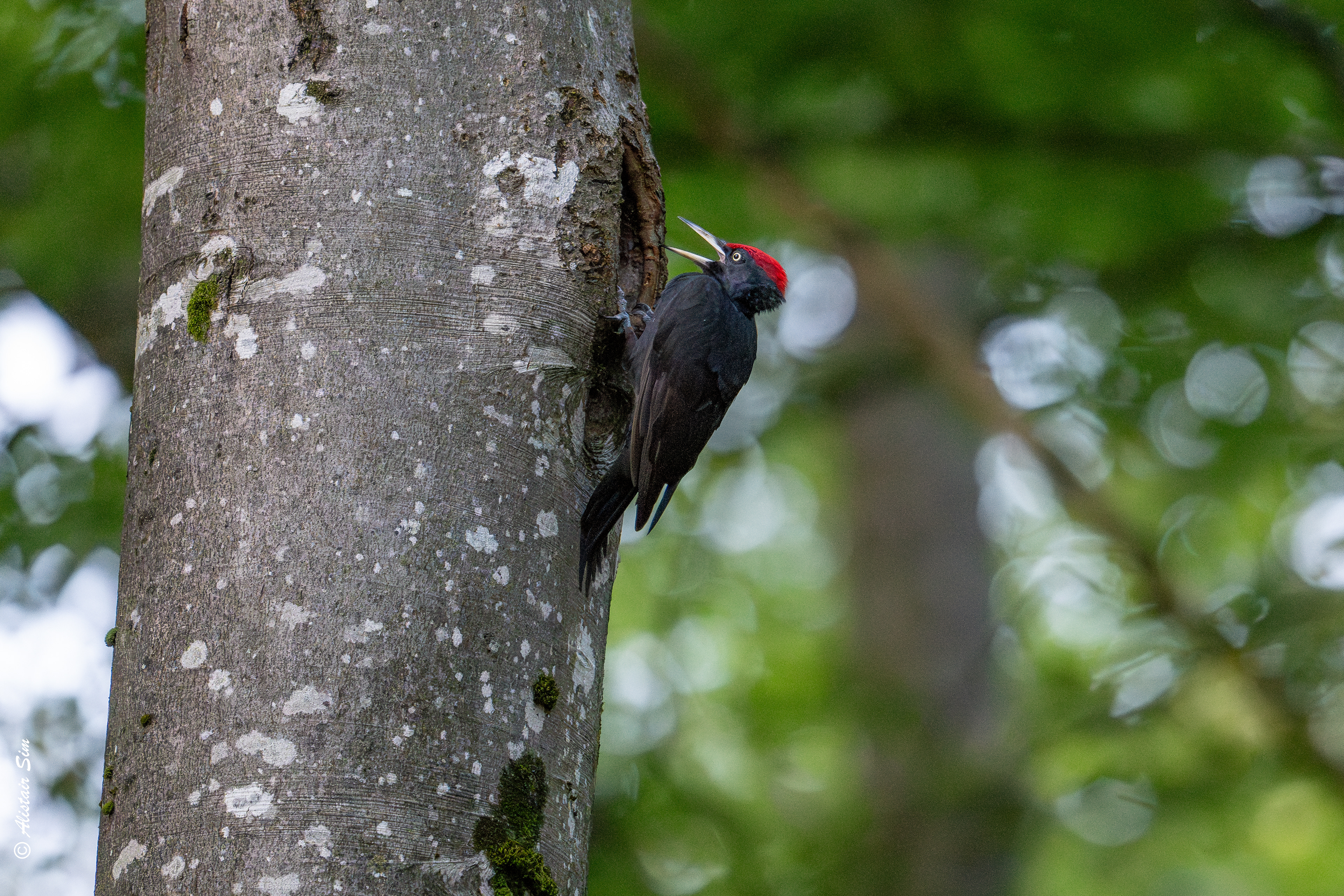 Black Woodpecker, Quarré-les-Tombes