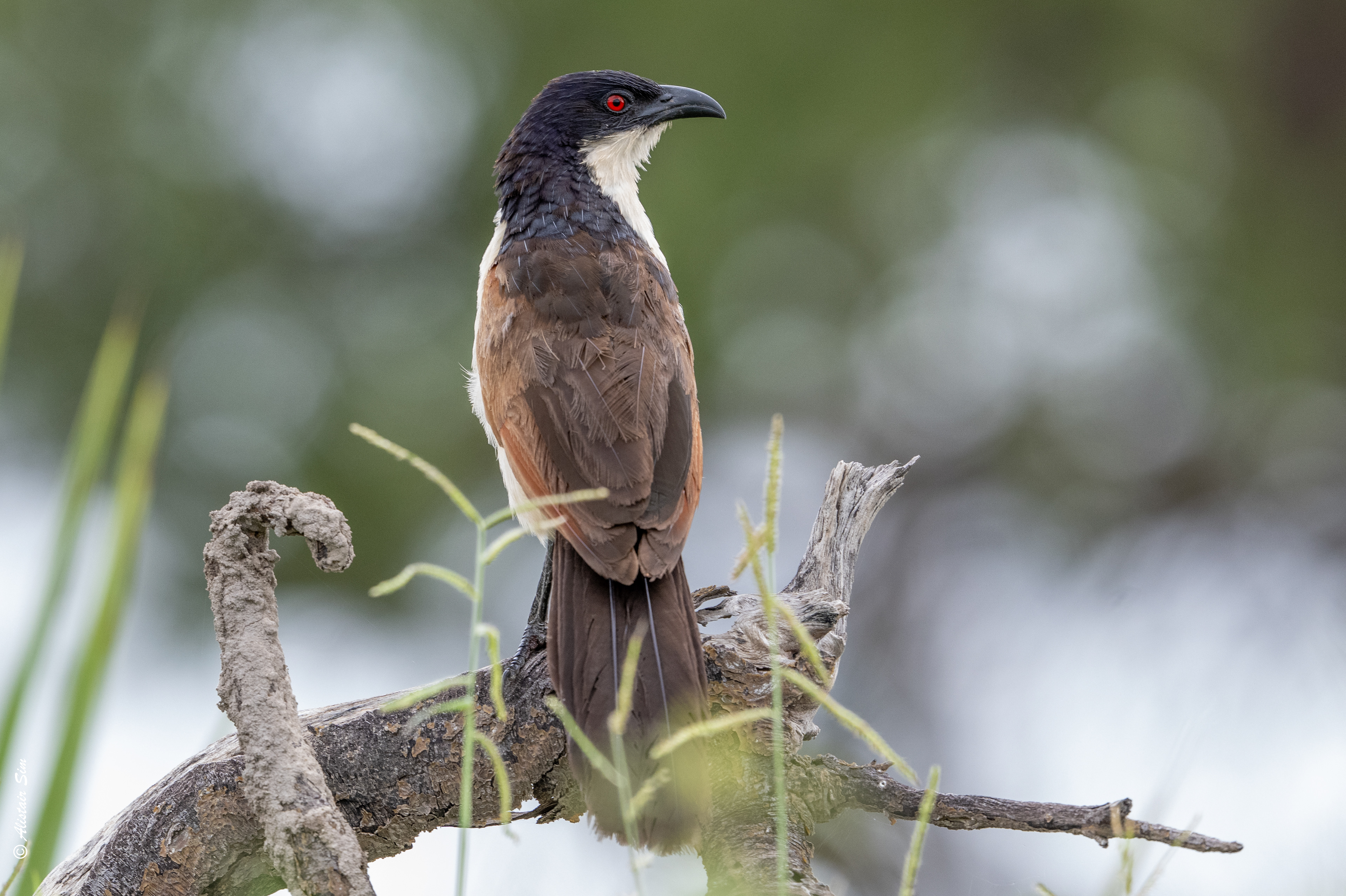 Senegal coucal