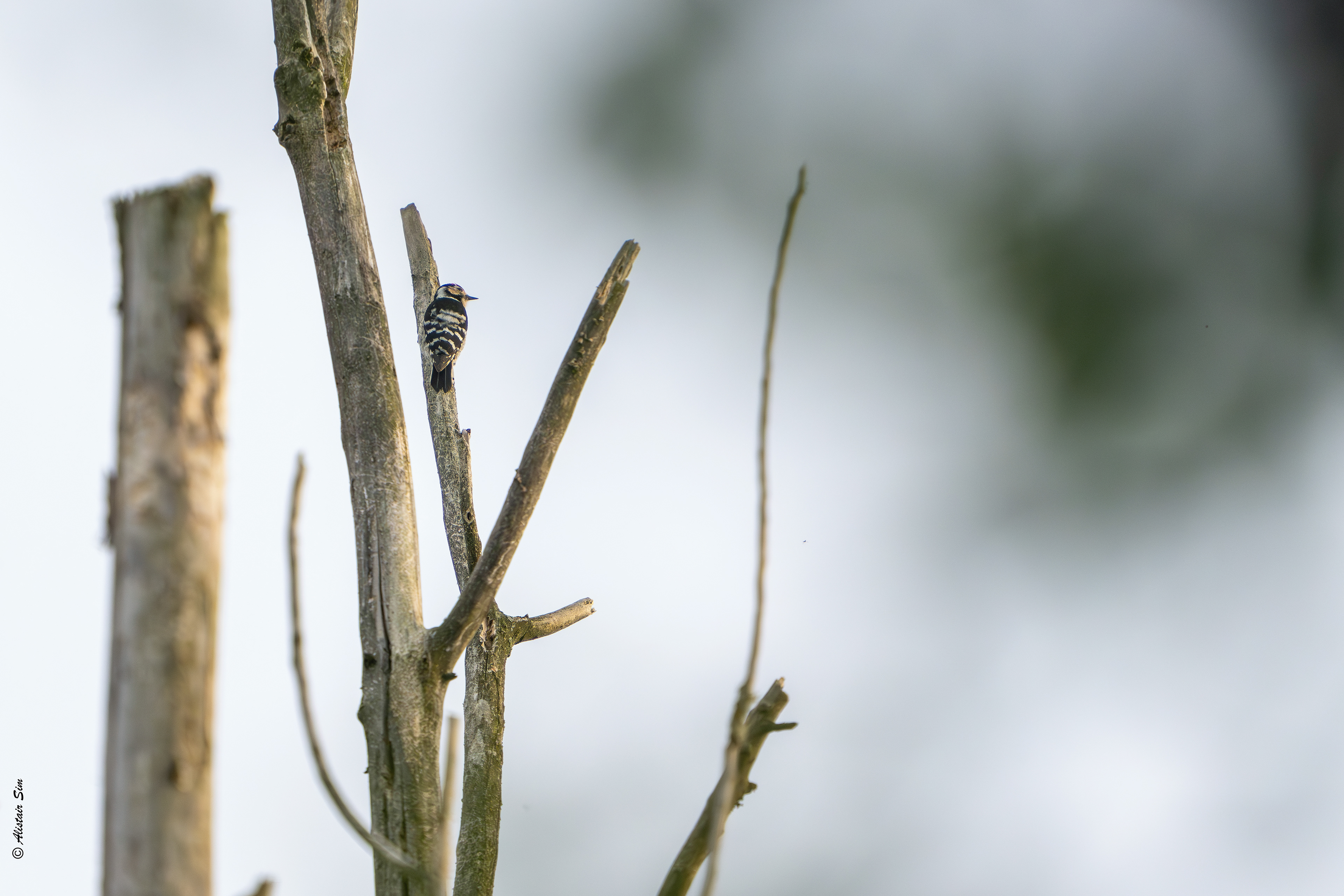 Lesser spotted woodpecker / Pic épeichette