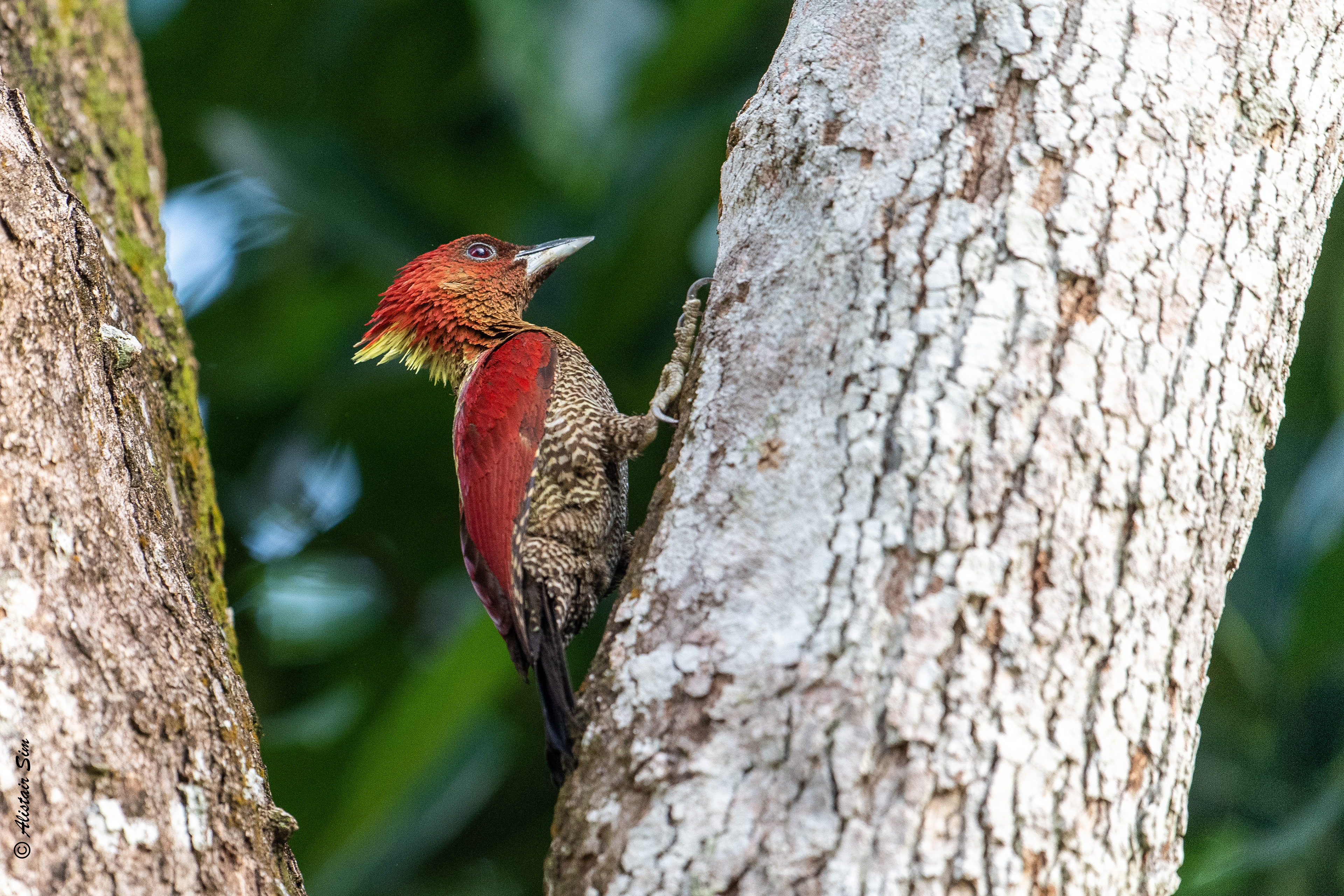 Banded yellow nape woodpecker, Turf City, Singapore
