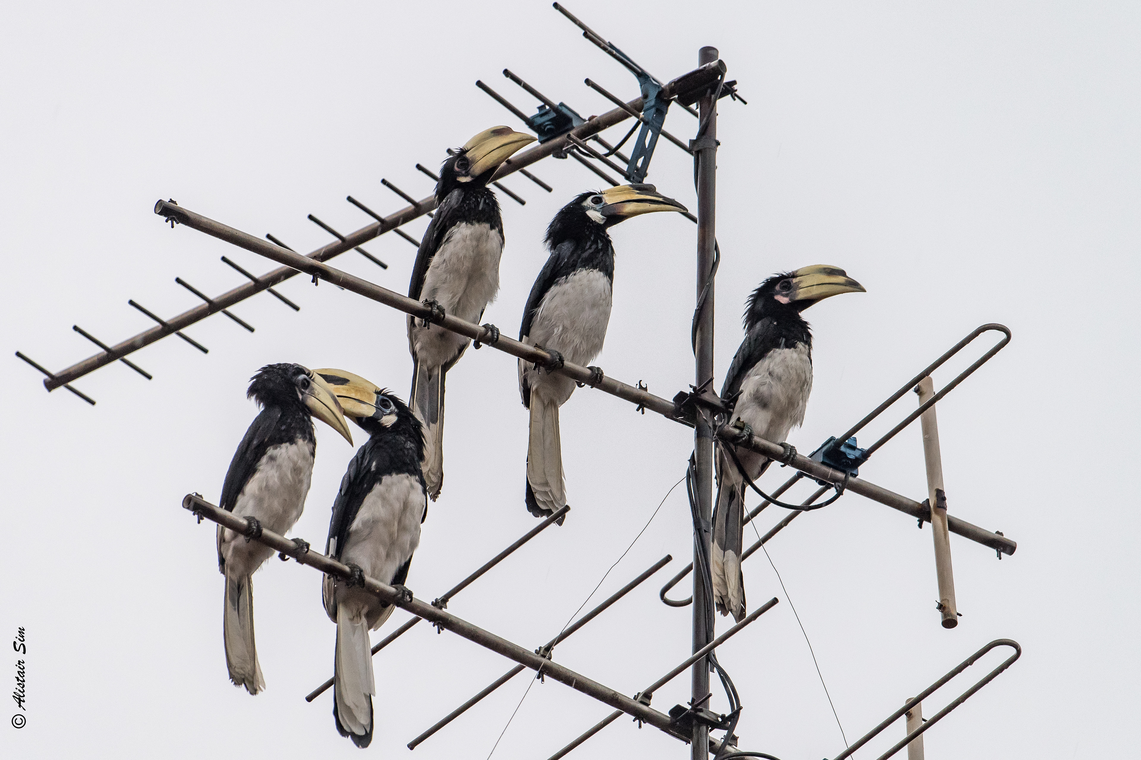 Oriental Pied Hornbills, Vanda Road, Singapore