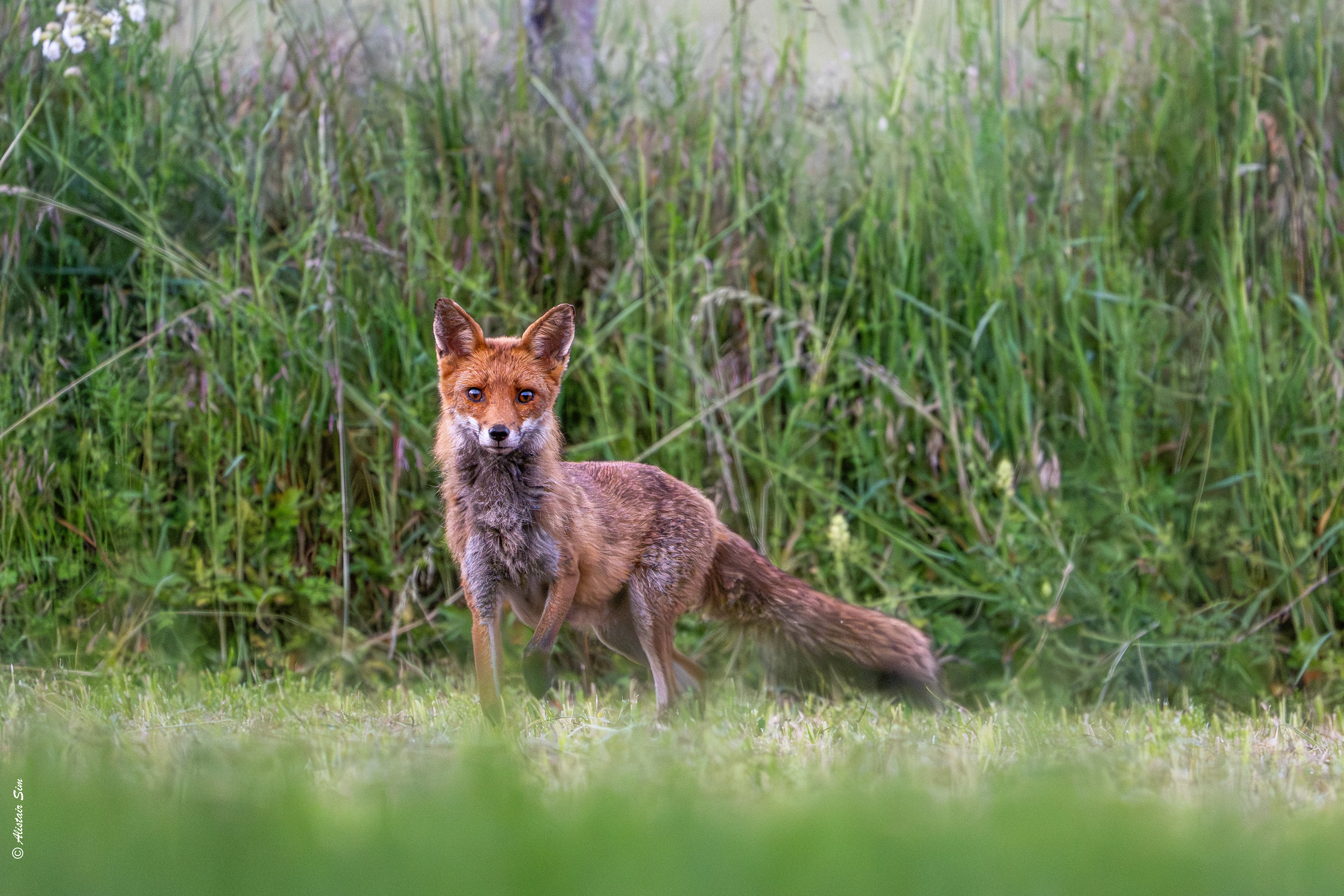 I've been spotted! Grenois