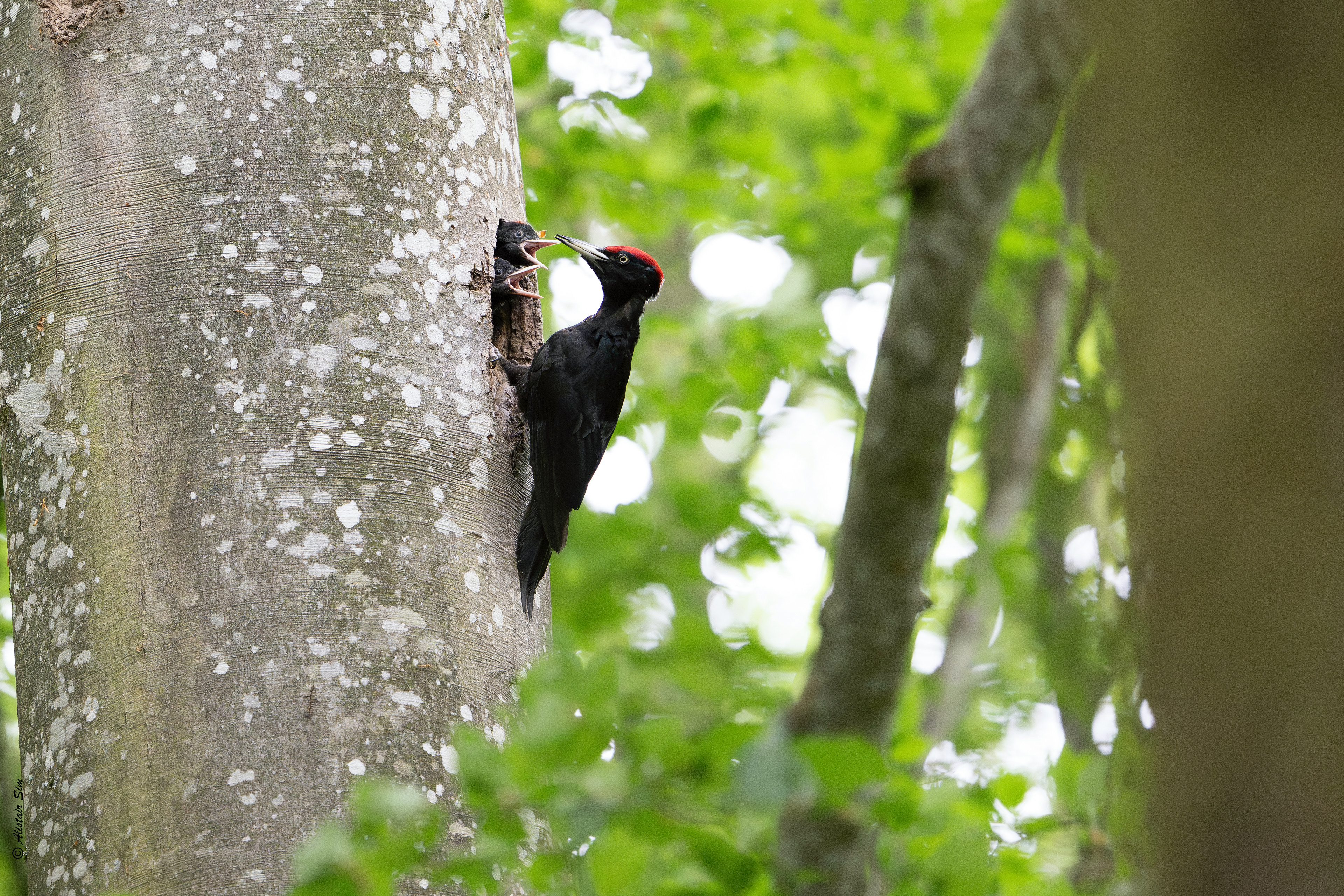 Black woodpecker / Pic noir (m)