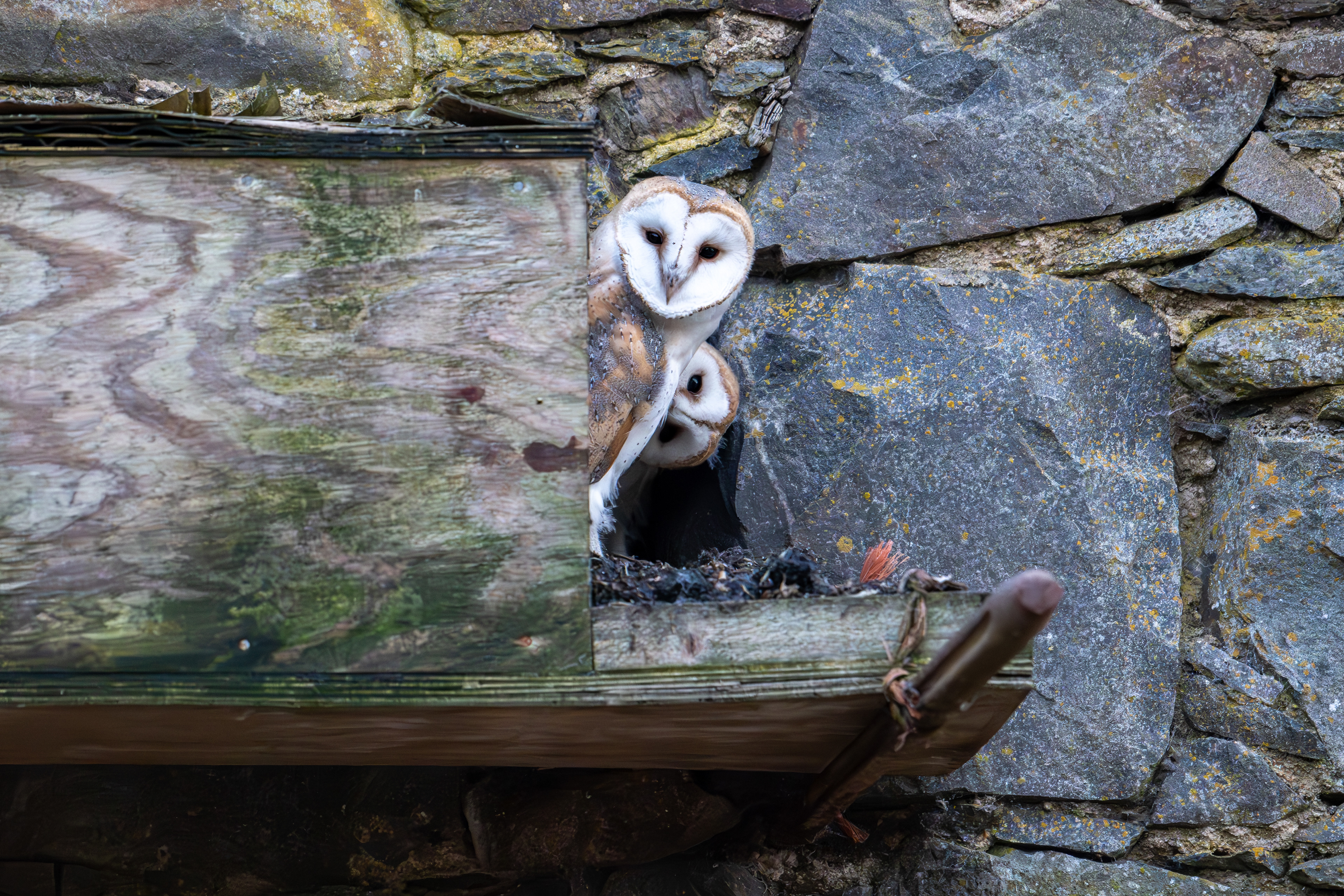 Barn Owls, Scotland