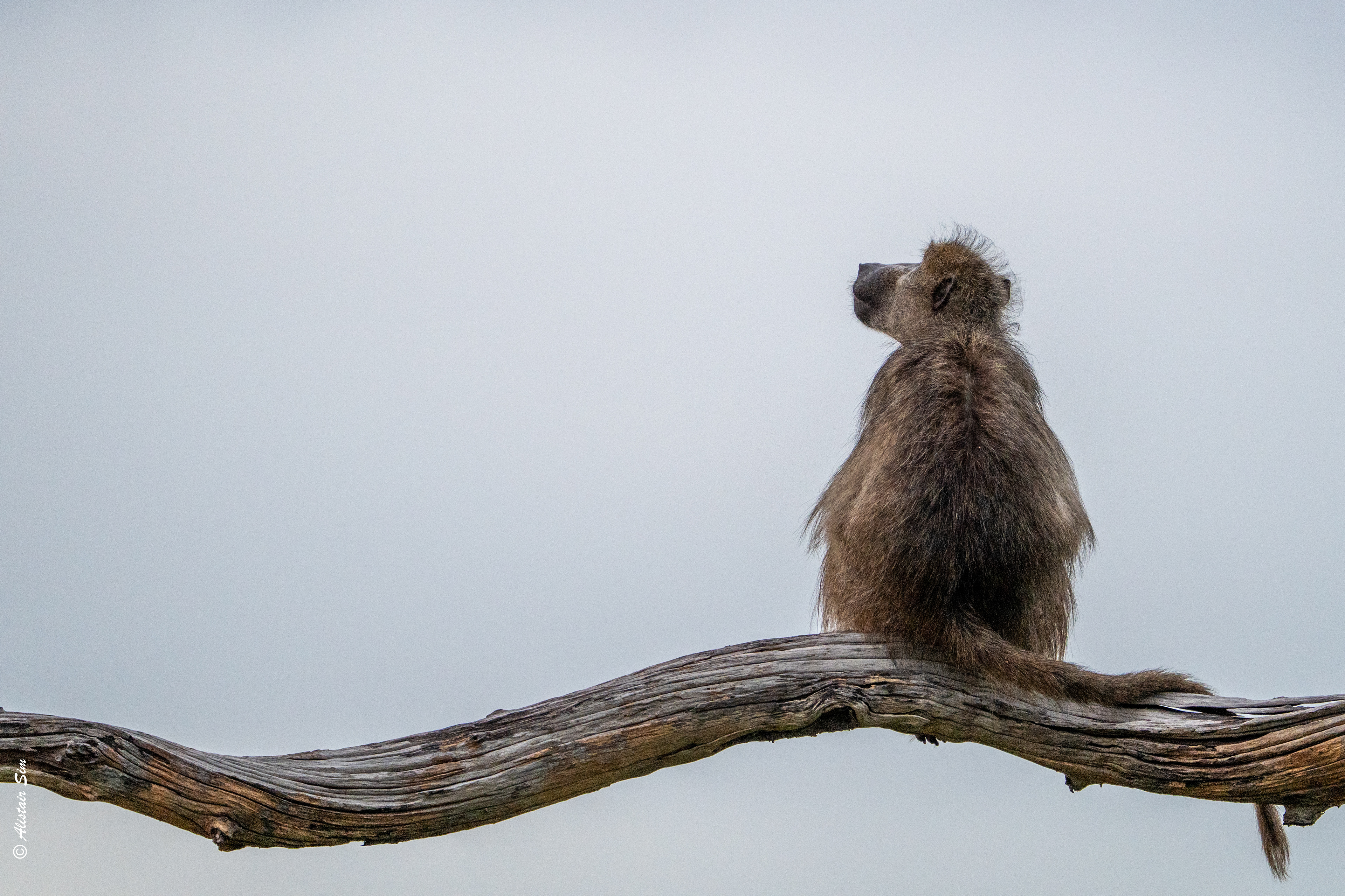 morning contemplation
