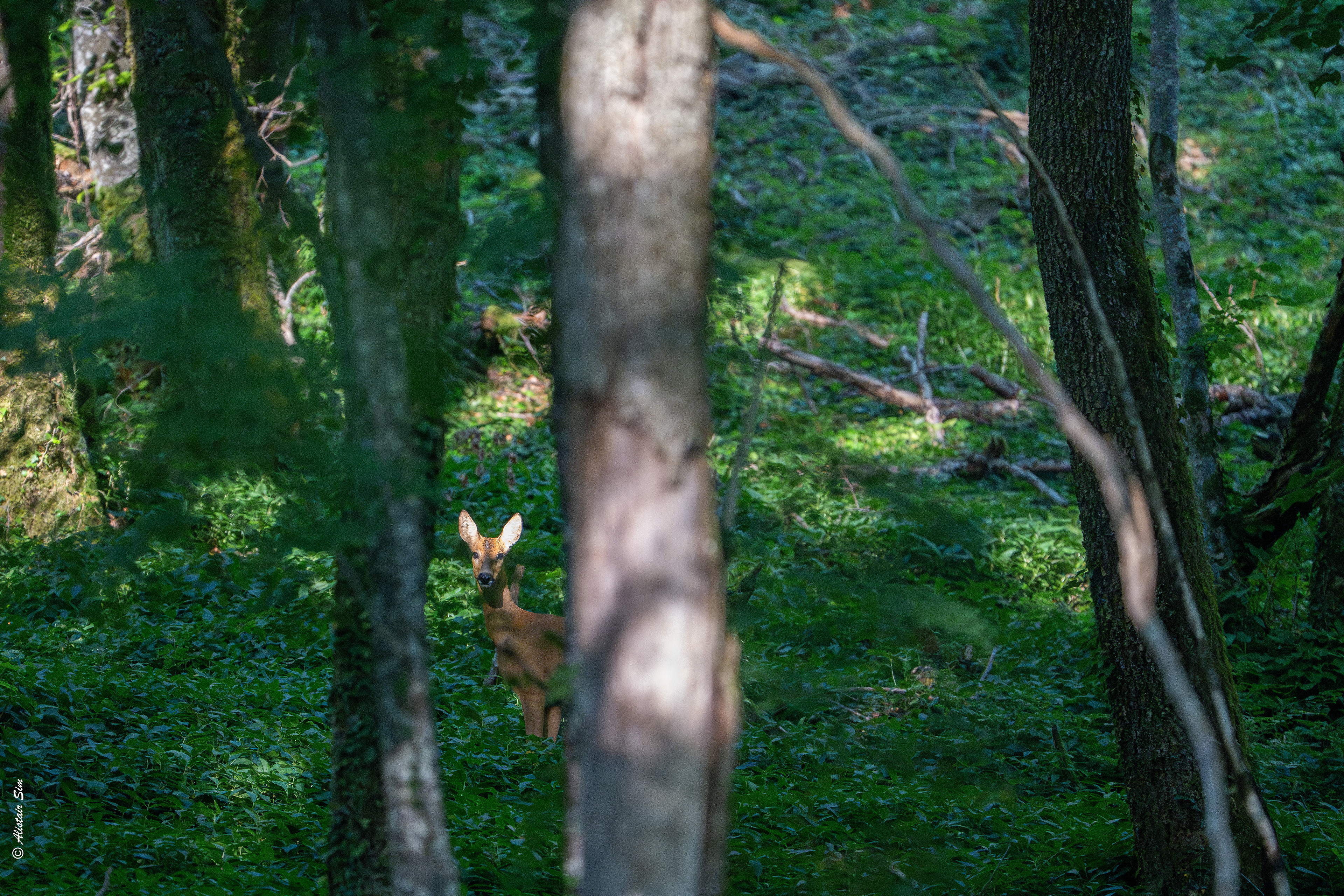 hide-and-seek, Grenois
