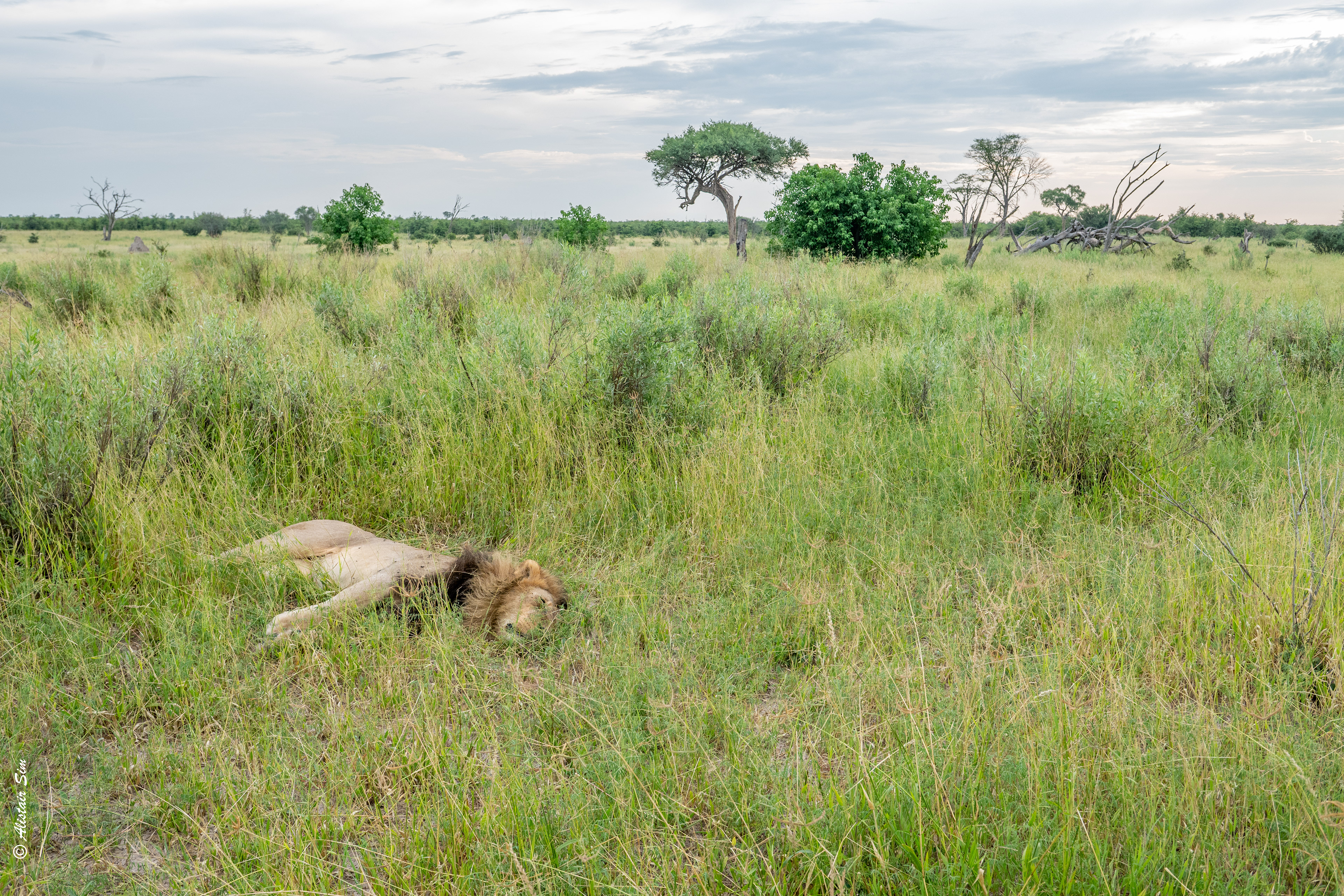 just a chillin' Lion