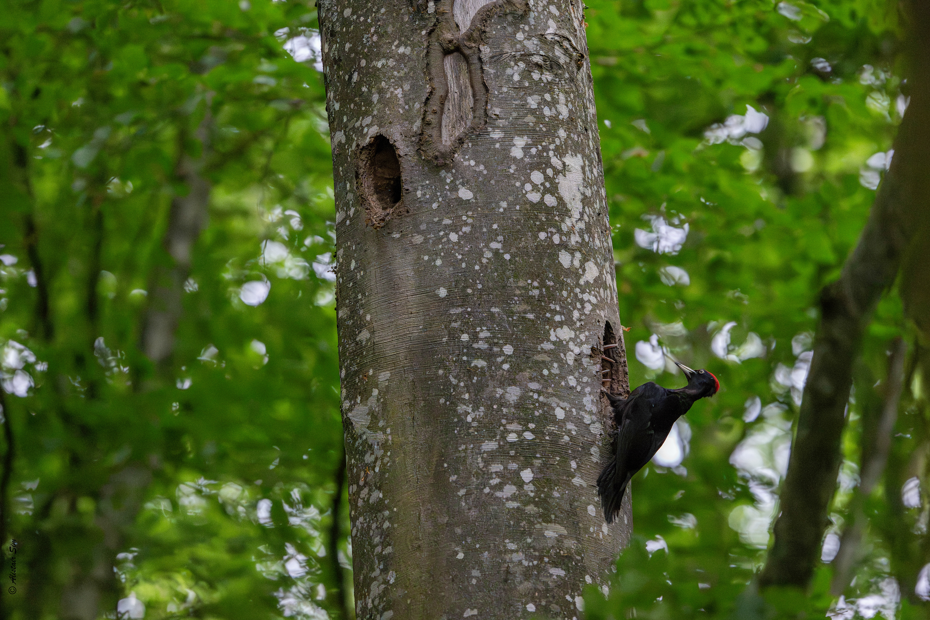 Black woodpecker / Pic noir (m)