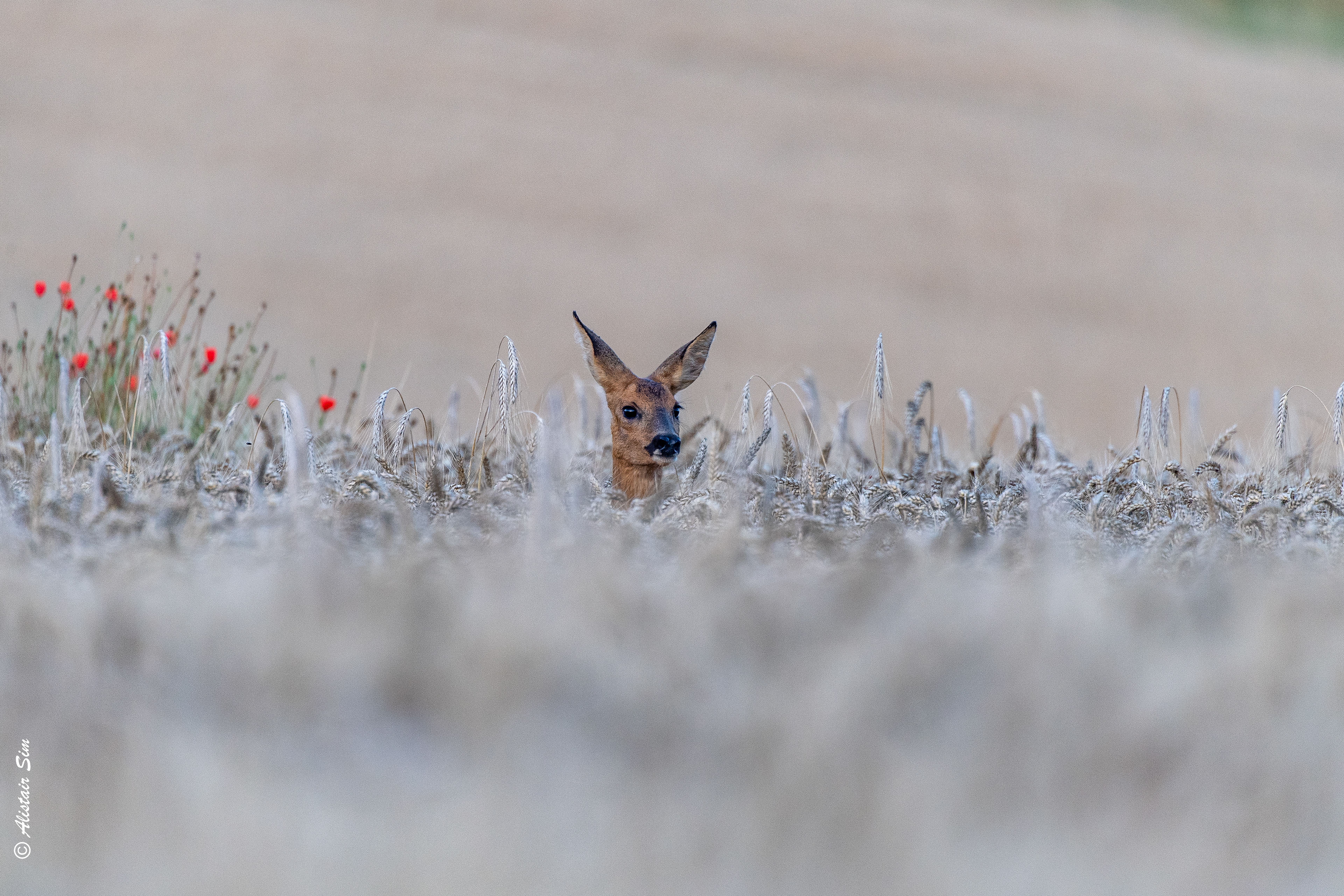 Peek-a-boo, Grenois