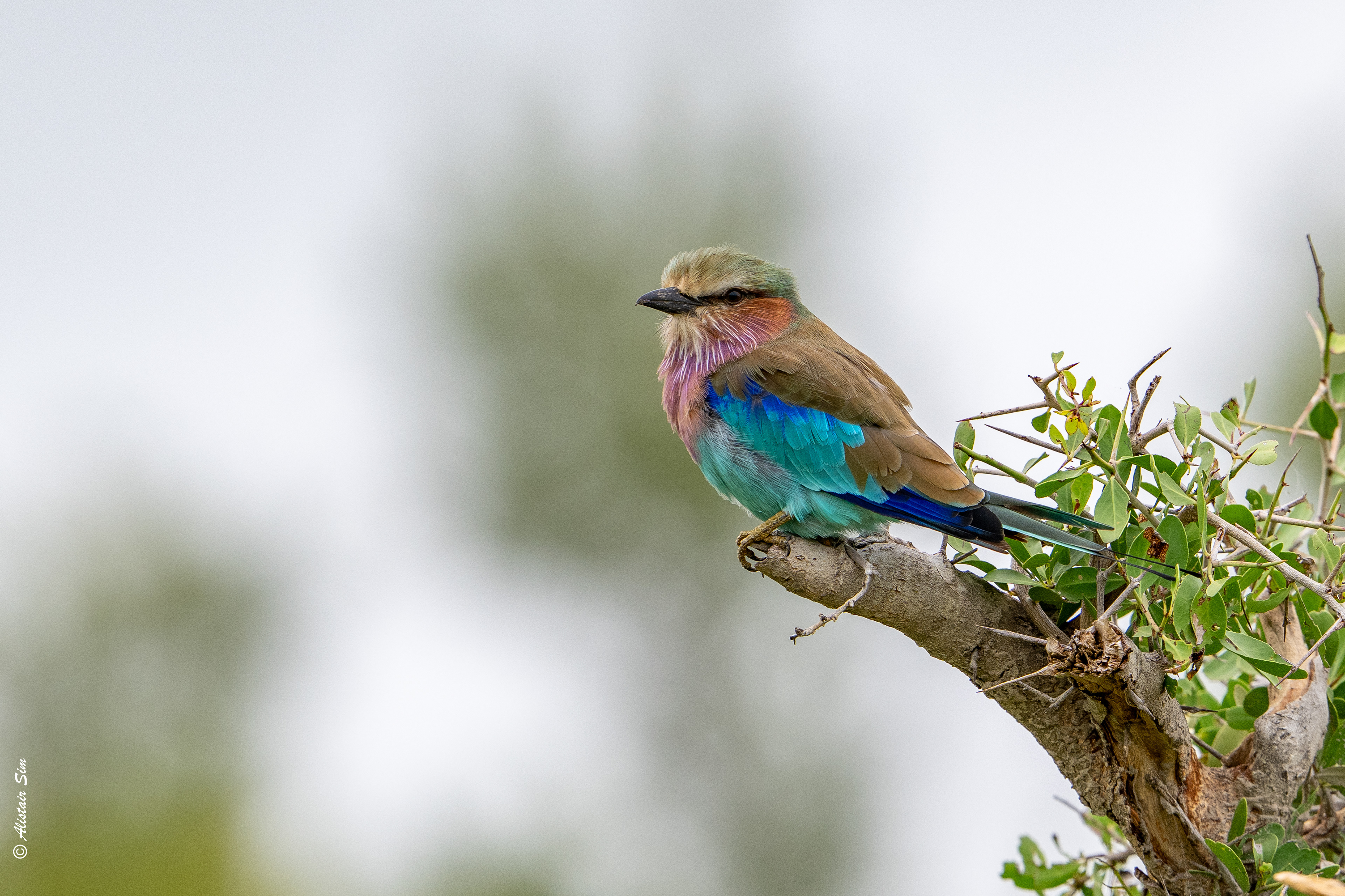 Lilac-breasted roller
