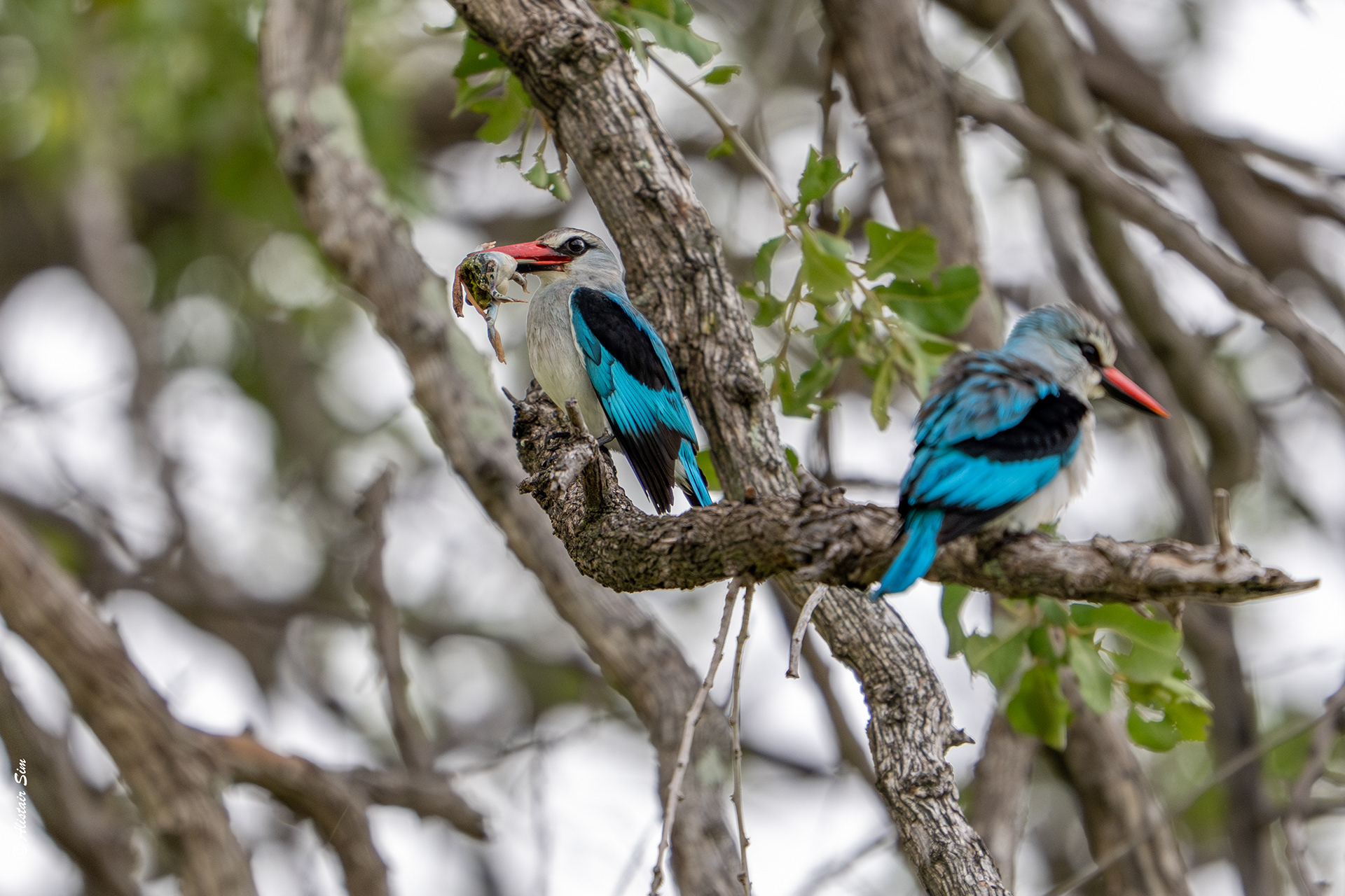 Woodland kingfisher with lunch