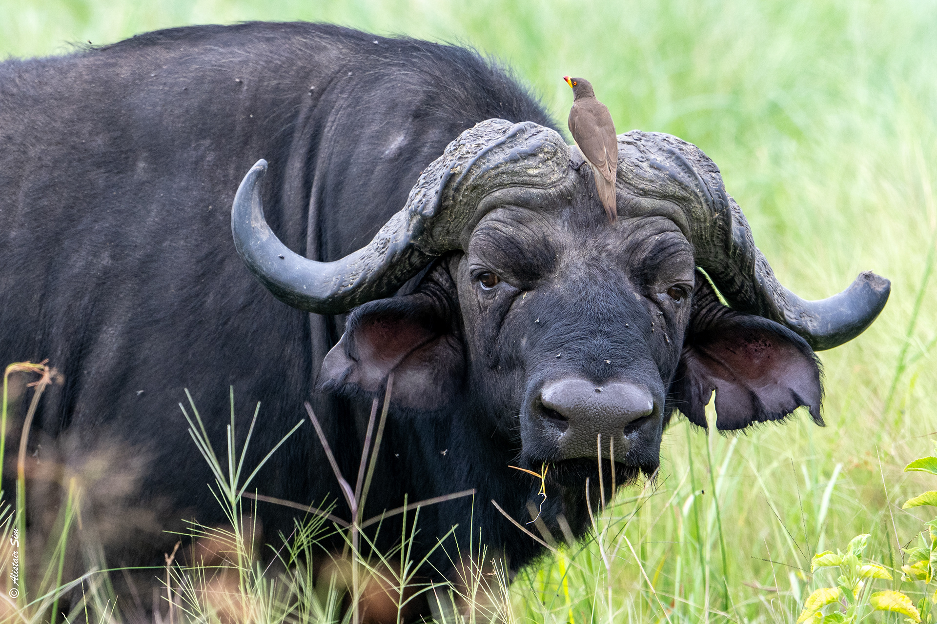 Cape buffalo with Yellow-billed ox-pecker