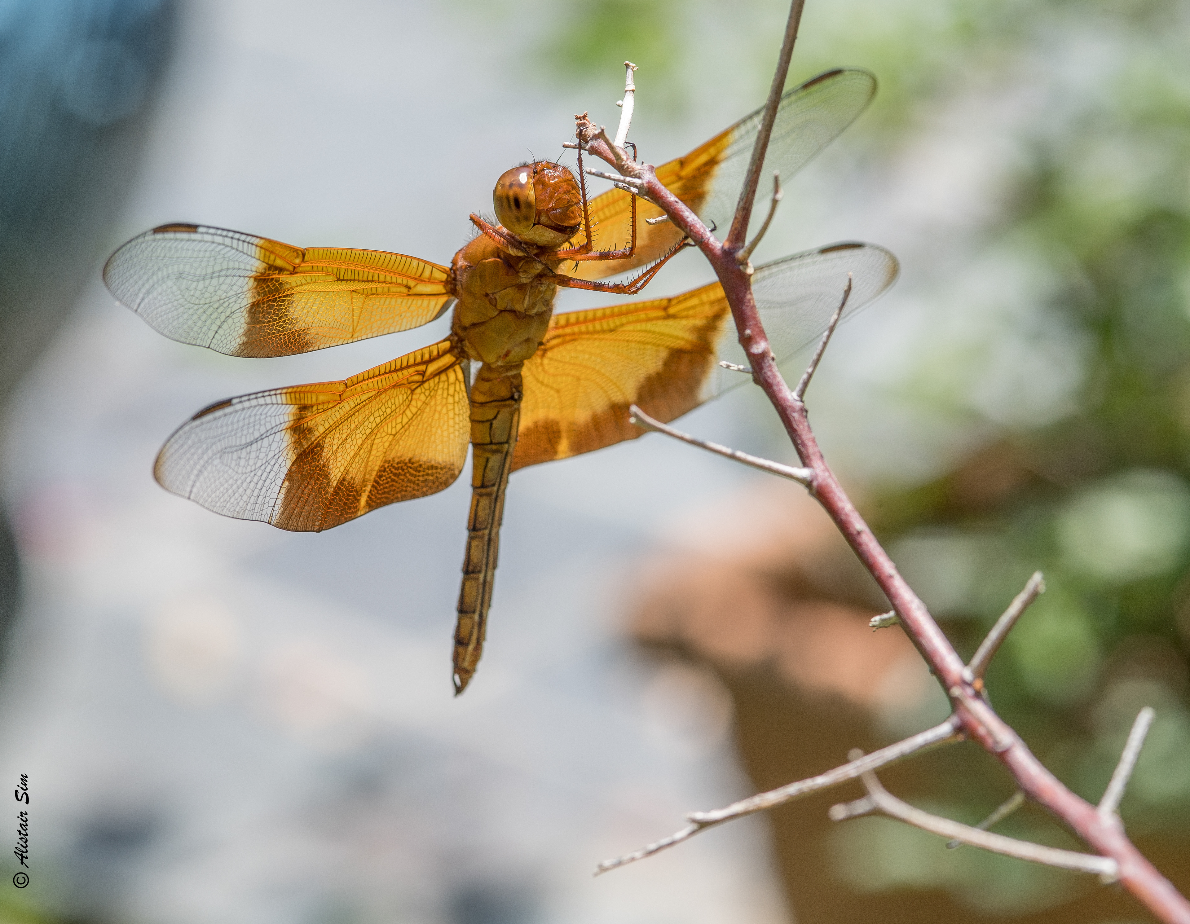 Vanda Road, Singapore