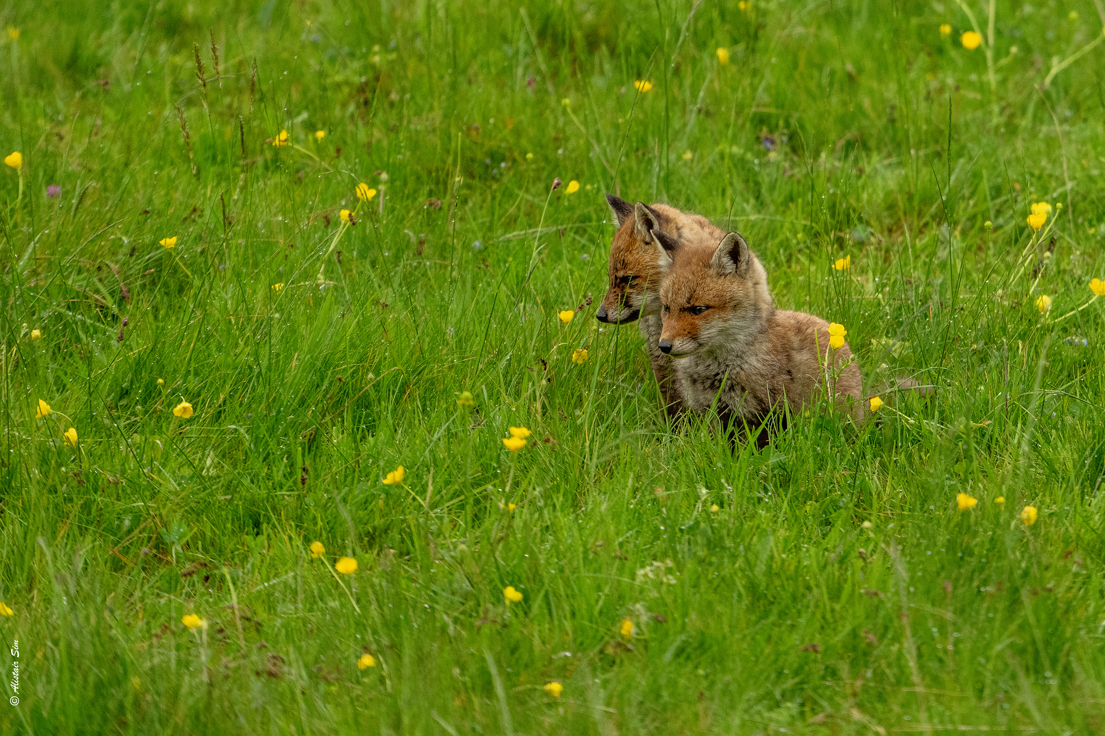 Red Fox / Renard roux